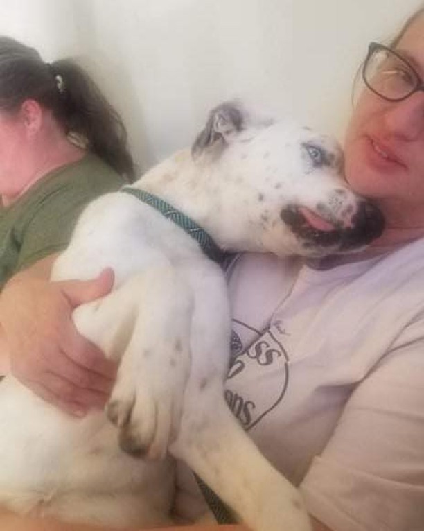 Very sad story for you all but could have a happy ending!!! Let’s get this sweet boy a foster home and possibly a furever home fir Christmas!!! He is a sweetheart at 10 months old. He was kicked in the head as a younger pup which broke his jaw requiring surgery/wired shut. Recovered…is very talkative and needs a special adopter… one who has patience, he eats 4 health food which should not be changed:) If you would like to foster this sweet boy.. fill out an application!!! Michelesrescue.com