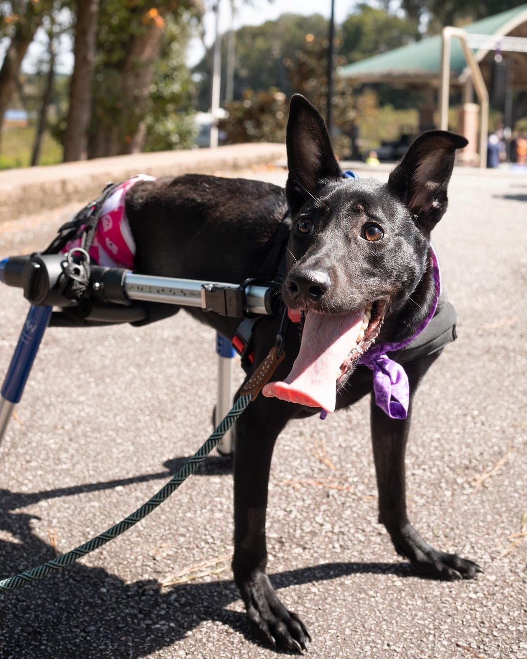 Katniss on Wheels is officially available for adoption!!! 

Katniss is our amazing warrior girl! She is almost a year old and has already conquered so many challenges in her life. She was born with a spinal defect that left her with no function in her back legs and limited control of her bladder and bowel movements. Katniss recently had both her back legs amputated as well as her tail to help decrease injury and improve mobility. The decision to amputate was a tough one, but after speaking with our veterinarians, we decided it was the best thing for Katniss. 

Despite all the hurdles she has overcome, Katniss is healthy and loving life to the max! Even as a puppy, Katniss has never let anything slow her down! She is a master scooter, wheelchair champ, and absolute firecracker! She is the happiest dog you will ever meet and she always has a smile or kiss for anyone. Katniss is good with all people and other dogs! She is a true ray of sunshine.

Taking care of Katniss has its challenges but it is also so rewarding to see her living a happy full life. On a daily basis, Katniss spends time in her crate, free time out in a controlled space, and structured exercise in her wheelchair or drag bag. Katniss loves going on walks and seeing all her fans in our neighborhood. 

Outside of her space or in her wheelchair, Katniss wears a diaper and does really well with this arrangement. She absolutely loves all the extra water she gets to drink during her Sunday bath time and will do anything for a special treat! Katniss knows to wait before eating or drinking and is learning other basic commands. She loves playing with toys and normally picks one special stuffy to be her favorite. 

Katniss is an absolute joy and spreads sunshine everywhere she goes. This feisty amazing girl can not wait to find her forever home!

She is spayed, microchipped, up to date on vaccines, and Heartworm negative. 

If interested in adopting this cutie, please head to the website and submit an adoption application 🖤

https://www.eunoiarescue.org/adopt