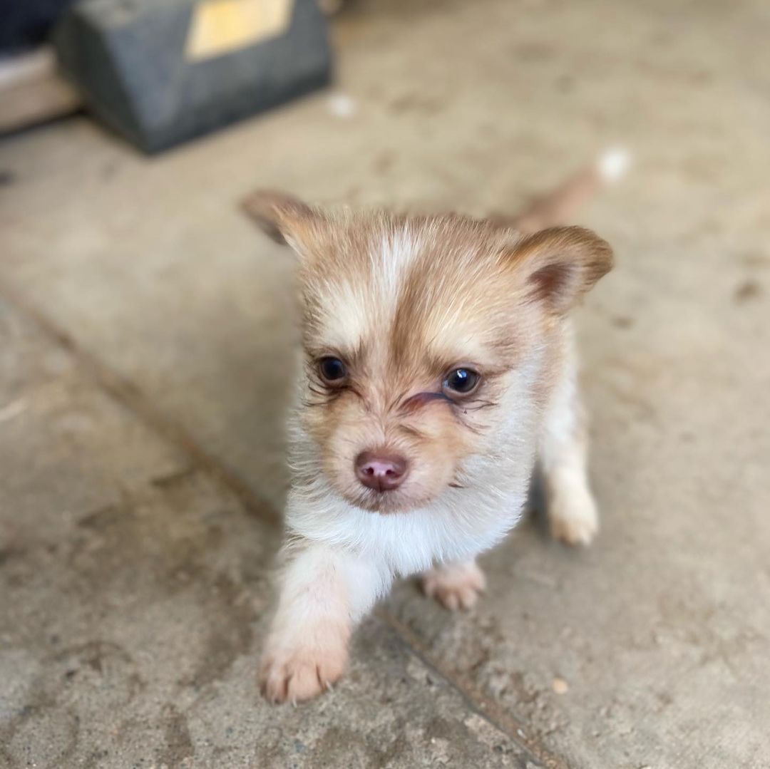 🐾💚Fosters Needed💚🐾 
These 2 female husky/terrier mix puppies are in need of fosters ASAP!

🐾If interested, please fill out a Foster Application at amazingstraysrescue.org

🐾All supplies and an amazing support team included! 

🐾 Please share this on your social media 

🐾 Want to help? All of our incoming dogs have medical bills to be paid! You could sponsor a spay or neuter!

🐾 Fostering even for just two weeks is extremely helpful to a dog in need!

🐾 All supplies included!

<a target='_blank' href='https://www.instagram.com/explore/tags/RescueDog/'>#RescueDog</a> <a target='_blank' href='https://www.instagram.com/explore/tags/AdoptDontShop/'>#AdoptDontShop</a> <a target='_blank' href='https://www.instagram.com/explore/tags/RescuePuppy/'>#RescuePuppy</a> <a target='_blank' href='https://www.instagram.com/explore/tags/ForTheLoveOfDogs/'>#ForTheLoveOfDogs</a> <a target='_blank' href='https://www.instagram.com/explore/tags/GetInvolved/'>#GetInvolved</a> <a target='_blank' href='https://www.instagram.com/explore/tags/Donate/'>#Donate</a> <a target='_blank' href='https://www.instagram.com/explore/tags/Volunteer/'>#Volunteer</a> <a target='_blank' href='https://www.instagram.com/explore/tags/FosteringSavesLives/'>#FosteringSavesLives</a> <a target='_blank' href='https://www.instagram.com/explore/tags/dogsofinstagram/'>#dogsofinstagram</a> <a target='_blank' href='https://www.instagram.com/explore/tags/dogsofinsta/'>#dogsofinsta</a> <a target='_blank' href='https://www.instagram.com/explore/tags/asradoptme/'>#asradoptme</a>