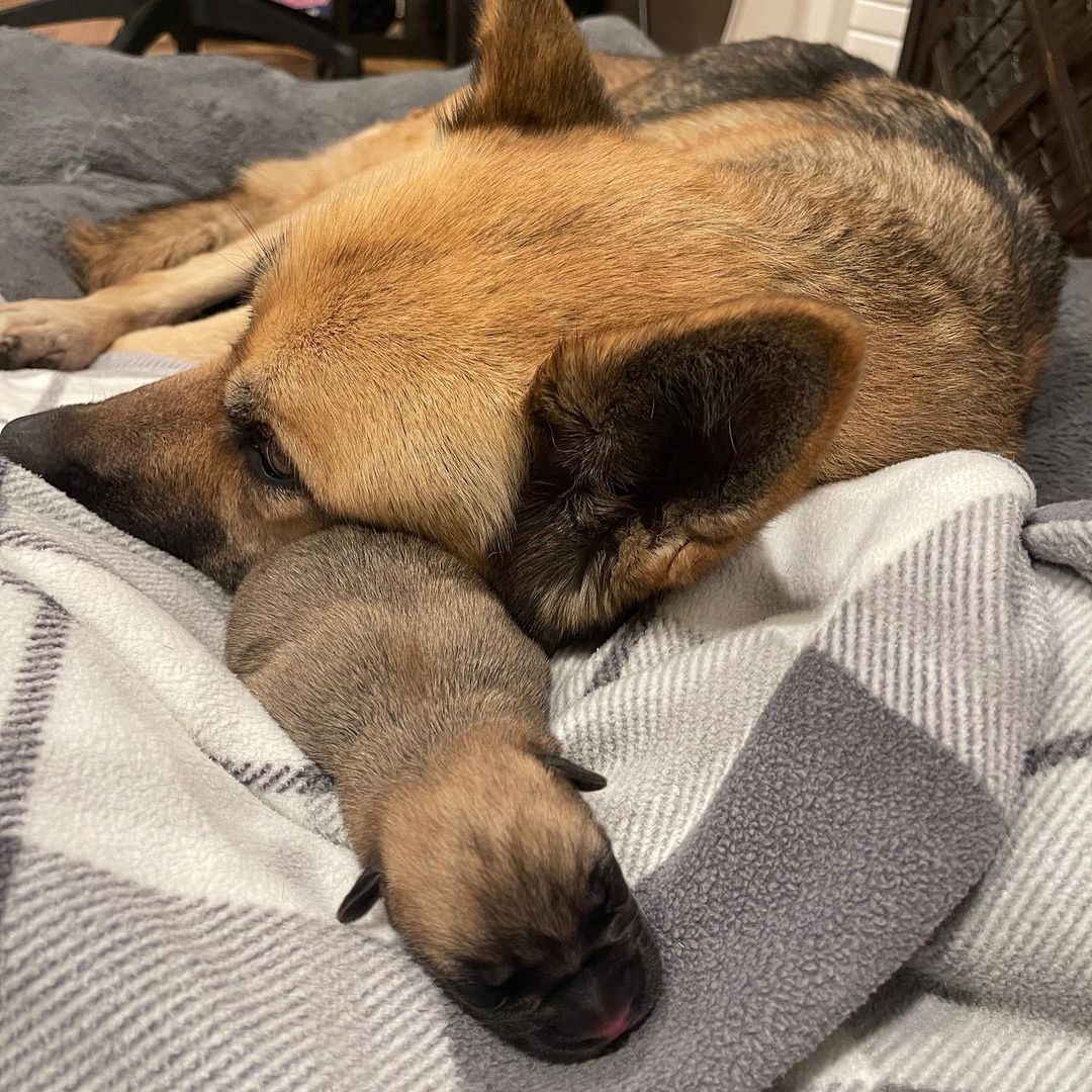 <a target='_blank' href='https://www.instagram.com/explore/tags/NEWRESCUE/'>#NEWRESCUE</a>! Meet Nia and her pups! Sadly Nia was stranded and dumped at a shelter pregnant. BFP heard about her as she was giving birth and had to step in!

Just hours after her last pup was delivered, we took her in to our BFP home where she is getting all the love, comfort and spoiling she and her 5 pups deserve!

This will be a blessed Holiday watching them grow. Stay tuned for updates!

Please click the donate button to help us with their medical care. Thank you! 🙌 🥰 🐶

____________________

We also post @CrueltyCutter. <a target='_blank' href='https://www.instagram.com/explore/tags/BeagleFreedomProject/'>#BeagleFreedomProject</a> <a target='_blank' href='https://www.instagram.com/explore/tags/RescuePuppies/'>#RescuePuppies</a> <a target='_blank' href='https://www.instagram.com/explore/tags/GermanShepherd/'>#GermanShepherd</a> <a target='_blank' href='https://www.instagram.com/explore/tags/AdoptMe/'>#AdoptMe</a> <a target='_blank' href='https://www.instagram.com/explore/tags/Adoptables/'>#Adoptables</a>