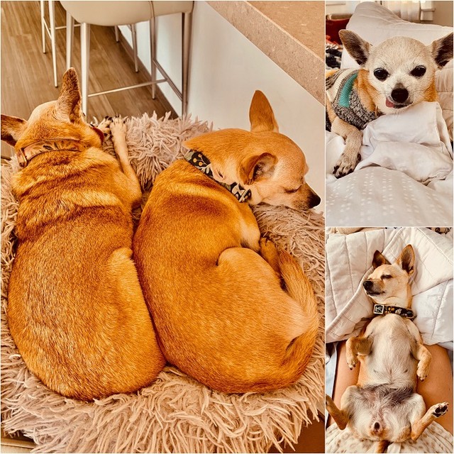 It was one year ago that Minnie and Pearl's new parents first laid eyes on this dynamic duo. It was love at first sight, and they are as smitten today as they were then.  These little grannies are so loved! We ❤️ updates!

<a target='_blank' href='https://www.instagram.com/explore/tags/adopt/'>#adopt</a> <a target='_blank' href='https://www.instagram.com/explore/tags/adoptdontshop/'>#adoptdontshop</a> <a target='_blank' href='https://www.instagram.com/explore/tags/chihuahuas/'>#chihuahuas</a> 
<a target='_blank' href='https://www.instagram.com/explore/tags/chihuahuasofinstagram/'>#chihuahuasofinstagram</a>
<a target='_blank' href='https://www.instagram.com/explore/tags/rescuedogsofintstgram/'>#rescuedogsofintstgram</a>
<a target='_blank' href='https://www.instagram.com/explore/tags/seniordogs/'>#seniordogs</a> <a target='_blank' href='https://www.instagram.com/explore/tags/seniordogsofinstagram/'>#seniordogsofinstagram</a> <a target='_blank' href='https://www.instagram.com/explore/tags/seniordogsrock/'>#seniordogsrock</a> <a target='_blank' href='https://www.instagram.com/explore/tags/homeforeverylivingpet/'>#homeforeverylivingpet</a>