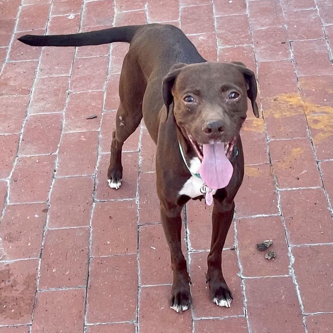 This smile is priceless ❤️ Meet Ranelle! 

Ranelle is a gorgeous, chocolate possibly Beagle and Pointer mix. She is approximately 3 years old.  She loves to play with her foster sibling and would do best in a house with another dog.  We have been working on potty training the last few weeks and she does pretty good as long as she is taken out regularly. She would do best in a house with no children. She is such a sweet girl who is patiently waiting for her permanent home.

Apply to adopt Ranelle at savinghoperescue.org/adopt