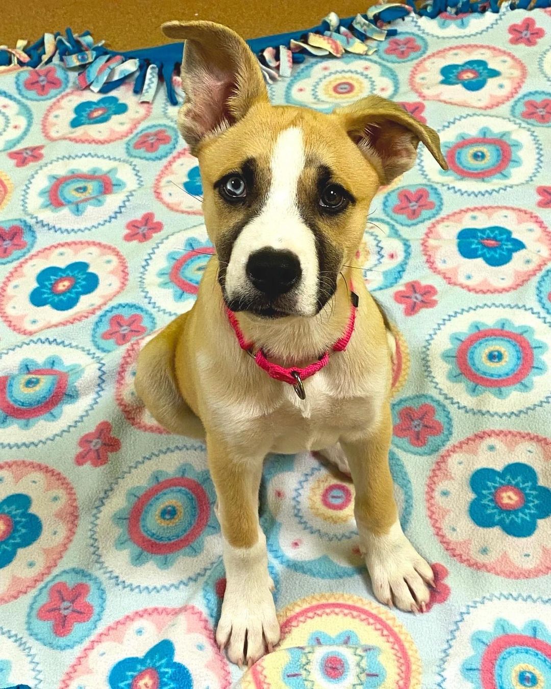 An Element of Glamour!  This striking girl is Harley.  She's a beautiful 3 month old Shepherd mix who really stands out with her blue and brown eyes and thick mascara.  Harley is looking for her fairytale ending.  Harley is full of puppy energy and enjoys play time in the yard and a good romp with friends.  She's an intelligent girl who knows her sit command and is ready to learn new things.  She would do well with an active family who will continue her training and keep her busy.  Please like and share Harley to help her find the family she is looking for♥  To adopt, complete an application at www.pawsct.org.  <a target='_blank' href='https://www.instagram.com/explore/tags/elementofglamour/'>#elementofglamour</a> <a target='_blank' href='https://www.instagram.com/explore/tags/puppiesofpawsct/'>#puppiesofpawsct</a> <a target='_blank' href='https://www.instagram.com/explore/tags/Harley/'>#Harley</a> <a target='_blank' href='https://www.instagram.com/explore/tags/striking/'>#striking</a> <a target='_blank' href='https://www.instagram.com/explore/tags/shepherdmix/'>#shepherdmix</a> <a target='_blank' href='https://www.instagram.com/explore/tags/trainingtime/'>#trainingtime</a> <a target='_blank' href='https://www.instagram.com/explore/tags/playtime/'>#playtime</a> <a target='_blank' href='https://www.instagram.com/explore/tags/forverfamily/'>#forverfamily</a>