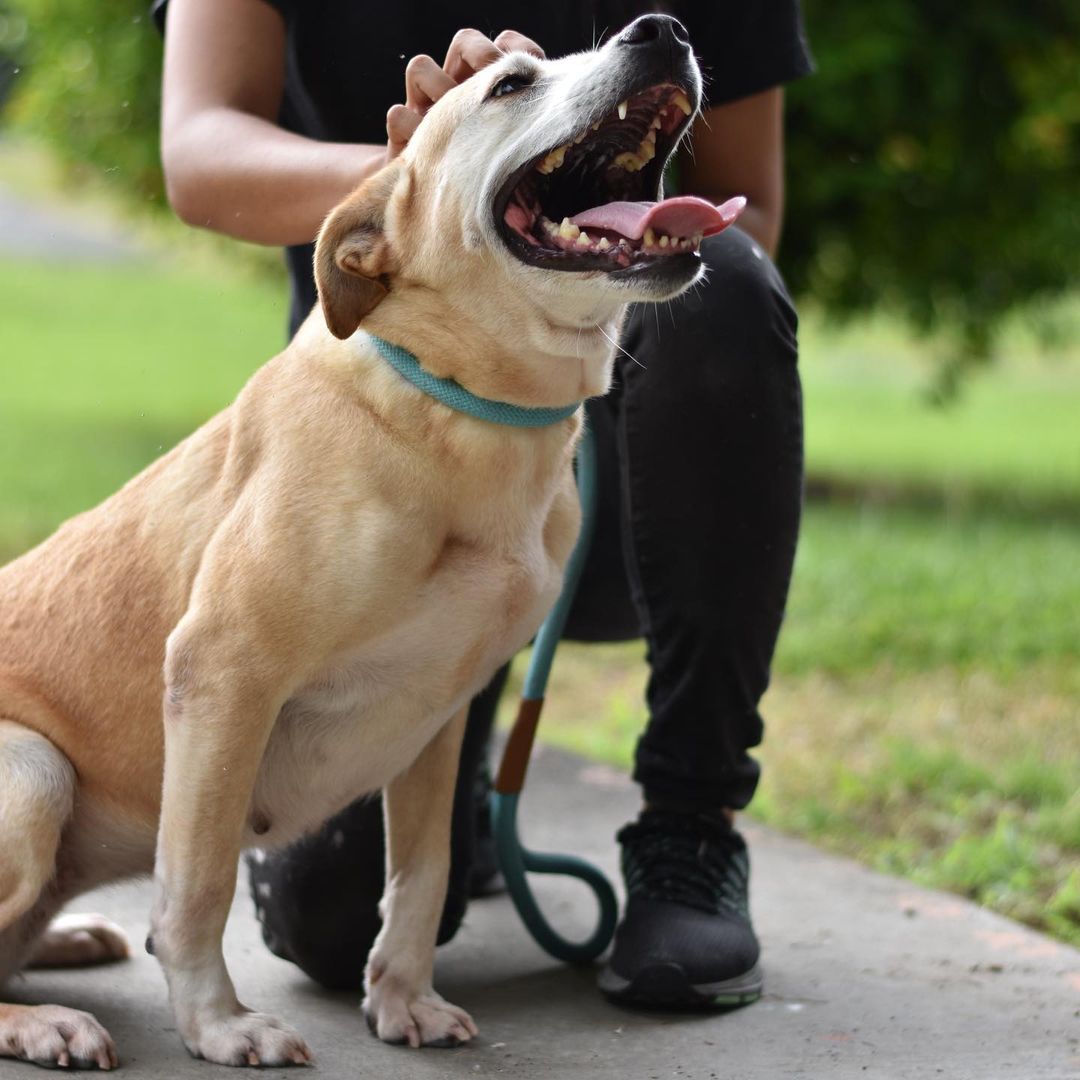 Looking for a last minute addition to make your Thanksgiving (and every day) complete? We’ve got your Butternut right here!

This lovely lady is approximately 6 years young, on the smaller side of medium and absolutely lives for belly rubs and pets. She is sure to fill your heart and home with a whole lot of love, this holiday season and beyond.

To make this little squash yours, submit your application at hihs.org!

🦃❤️🧈✨🍠

In observance of Thanksgiving, our shelters are closed tomorrow. We’ll also be closed on Friday for a day of learning for our team. Come visit us when we reopen for regular hours on Saturday at 10am at both of our locations in Keaau and The Animal Community Center in Holualoa! Our adoptable animals will be counting down the days until your visit and! even if you aren’t looking to adopt, you can still support the animals of Hawaii Island Humane Society by shopping in our retail shops - stocked with holiday surprises, toys, treats, and gear for the discerning dog or cat in your life and ✨100% of the proceeds go to the animals of HIHS, like Butternut!✨ Come say hi! 👋🏼

<a target='_blank' href='https://www.instagram.com/explore/tags/adoptButternutHIHS/'>#adoptButternutHIHS</a> <a target='_blank' href='https://www.instagram.com/explore/tags/shelterdog/'>#shelterdog</a> <a target='_blank' href='https://www.instagram.com/explore/tags/adoptashelterdog/'>#adoptashelterdog</a> <a target='_blank' href='https://www.instagram.com/explore/tags/butternutsquash/'>#butternutsquash</a> <a target='_blank' href='https://www.instagram.com/explore/tags/thanksgiving/'>#thanksgiving</a> <a target='_blank' href='https://www.instagram.com/explore/tags/thanksgivingdog/'>#thanksgivingdog</a>