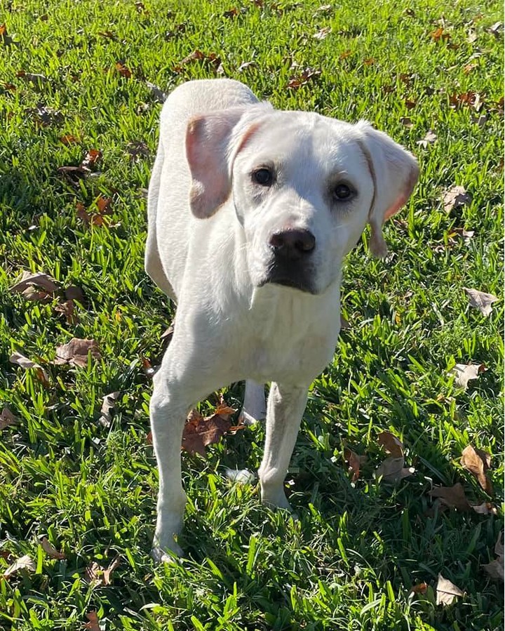 This week we're letting the dogs tell their own story! Here's Walker:

Hi I’m Walker!! I’m about 1.5 years old, and I'm a smaller lab under 50 lbs. I’m a super sweet boy! I can be a little shy, but once I get to know you I’ll love to snuggle on the couch with you. I've also been told that I have the cutest smiles and squinting eyes, and people say I'm a talker with my 