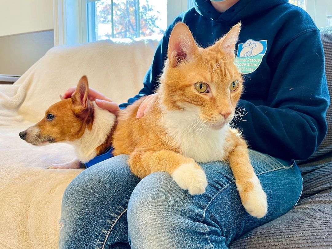 What do you see when you look at these pics? A cat that is a bigger than the dog? Coordinating ginger fur colors? Both are true but this is actually a very unusual occurrence at ARRI - Royal (cat) and Finn (dog) arrived on our Bark & Ride transport from the South, having come from the same home…

For five days they were apart in isolation and then they were reunited in our community room, and were pretty blasé about the whole process! Our wish was to have them adopted into the same home so they could stay together and that wish has been granted! We’ll certainly be thinking of these two sweeties as we give thanks tomorrow! 

🥧 🍂🧡🐈🐕

Don’t miss the video clip at the end - too cute!

<a target='_blank' href='https://www.instagram.com/explore/tags/catanddogfriends/'>#catanddogfriends</a> <a target='_blank' href='https://www.instagram.com/explore/tags/catanddog/'>#catanddog</a> <a target='_blank' href='https://www.instagram.com/explore/tags/catanddogbesties/'>#catanddogbesties</a> <a target='_blank' href='https://www.instagram.com/explore/tags/littledogbigcat/'>#littledogbigcat</a> <a target='_blank' href='https://www.instagram.com/explore/tags/tinyterrier/'>#tinyterrier</a> <a target='_blank' href='https://www.instagram.com/explore/tags/gingercat/'>#gingercat</a> <a target='_blank' href='https://www.instagram.com/explore/tags/givingtuesday/'>#givingtuesday</a> <a target='_blank' href='https://www.instagram.com/explore/tags/rescuepetsofinstagram/'>#rescuepetsofinstagram</a> <a target='_blank' href='https://www.instagram.com/explore/tags/thanksgivingpets/'>#thanksgivingpets</a> <a target='_blank' href='https://www.instagram.com/explore/tags/happythanksgiving/'>#happythanksgiving</a> <a target='_blank' href='https://www.instagram.com/explore/tags/happyending/'>#happyending</a>