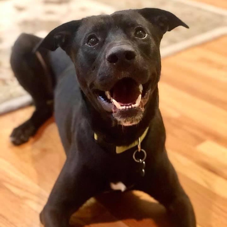 Smart, sleek, shy, and snuggly. Meet Oller. 

At two years old, Oller knows his manners. This well-behaved boy is housebroken (will nose the door to signal he needs to go), fine in his crate (though he does need a yummy treat to be coaxed in), and knows multiple commands (sit, leave it, no, walk, outside). He is still working on not pulling on walks when he sees small animals.

Oller is shy when first meeting people, especially men, but with time is sure to warm up and show his cuddly and goofy side. Once he is comfortable and knows he can trust you, Oller will happily accept belly rubs and ear scratches, and he may try to squeeze his 55-pound self into your lap.

Like a huge percentage of the human population currently, Oller has some anxieties. However, given his anxiety meds on a daily basis, he transforms into a happy, sweet boy nudging you for pets and cuddles. This playful boy loves to play fetch and tug-o-war, gets along with the resident dog in his foster home, and shows interest in meeting other dogs. If he isn’t given his medication, he is prone to resource guarding with valuable items, such as bones and toys.

Oller has so much love to give. All he needs is a patient family willing to give him the time and space he needs to warm up. If you think that Oller is right for you, fill out an application for this handsome boy today!