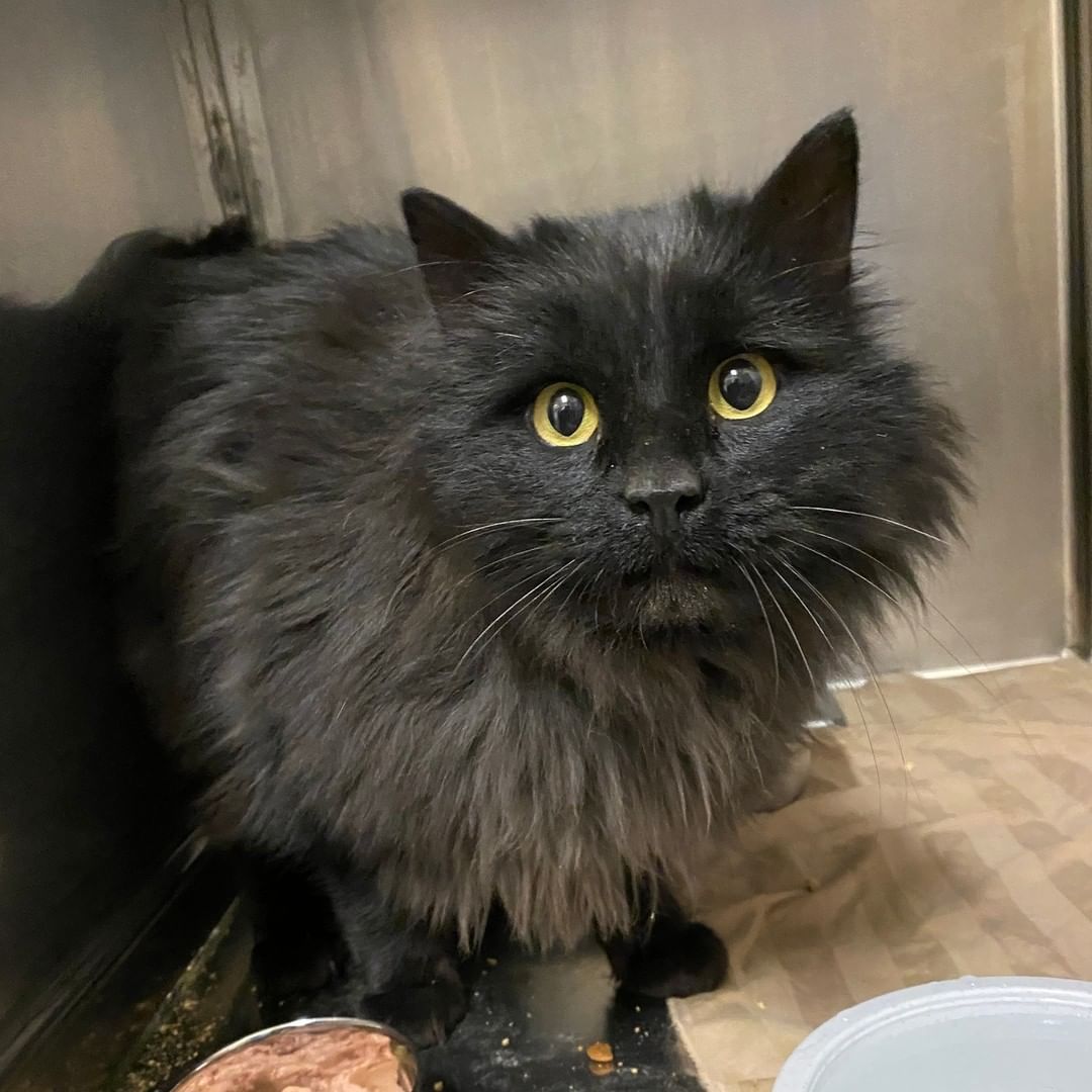 Black Friday Cat, Lightning!!🖤 This kitty definitely earned his name with his chatty ways. Lightning is a handsome long-haired black cat whose nickname should be Chatty Cathy because this buddy will keep you company with some thrilling conversation. This silly boy will make for a great companion through the years. So, if you are interested in a conversationalist come and meet lightning today!

<a target='_blank' href='https://www.instagram.com/explore/tags/blackcat/'>#blackcat</a> <a target='_blank' href='https://www.instagram.com/explore/tags/chatty/'>#chatty</a> <a target='_blank' href='https://www.instagram.com/explore/tags/adoptme/'>#adoptme</a>