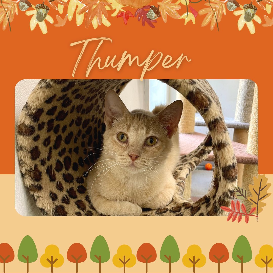 Our adoptable cats & dogs are getting ready for Thanksgiving, they would love to be spending it in their forever home this year! Come meet them today 8am-1pm.