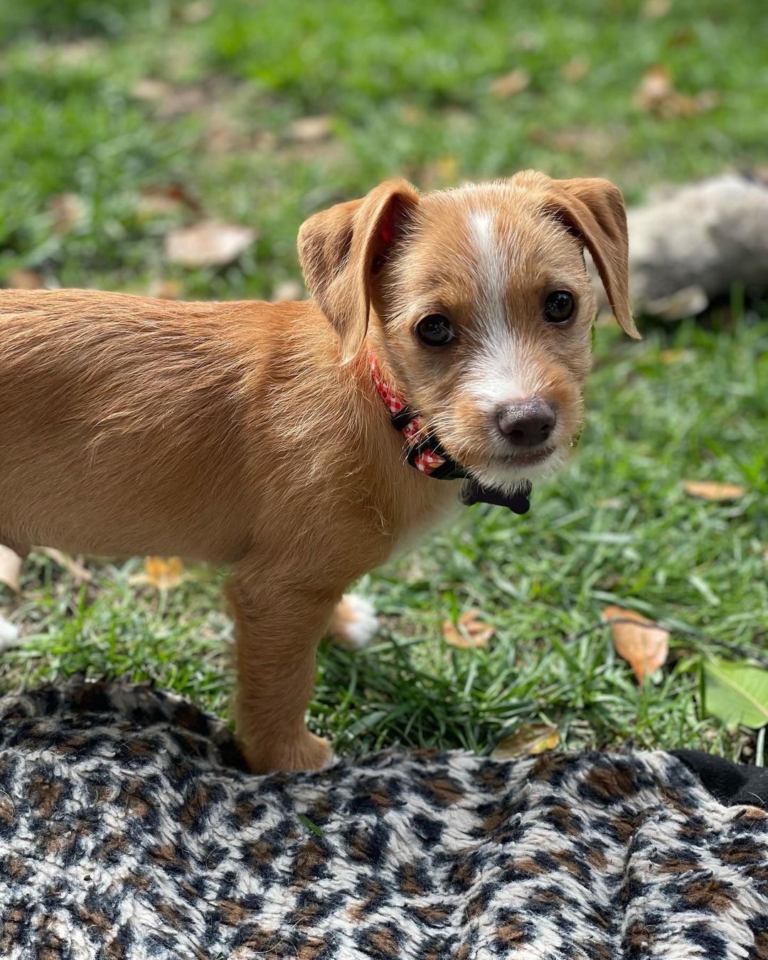 **Applications are now closed**
Meet Jaxx..... This sweet <a target='_blank' href='https://www.instagram.com/explore/tags/jackrussellterrier/'>#jackrussellterrier</a> boy is ready for his forever home. Jaxx loves every dog and person he meets. He is ready to join a good game of fetch, chase or tug with a future canine sibling. This guy is all puppy though so adopters should be ready for the good, the bad and the ugly that a young pup will bring. This does mean you will lose a few shoes, computer cords or toys to a teething puppy if you leave them out. of course Jaxx is a master at giving you those cute puppy dog eyes as he showers you with kisses in an attempt to say he is sorry for using your table leg as a teething toy. Potty training and patience will be needed but he is already proving to be a smart little guy and is making great strides in that area. Jaxx will make a great hiking  buddy for those that are wanting a energetic yet portable pooch to join them on all the fun adventures our great state has to offer. He could go to a home with kids and do great but they should know puppy teeth are sharp and little kid arms make the best teething toys in the eyes of a puppy. Welcome to the <a target='_blank' href='https://www.instagram.com/explore/tags/jakeswishfamily/'>#jakeswishfamily</a> Jaxx. Send us an application if you would like to be considered. <a target='_blank' href='https://www.instagram.com/explore/tags/jakeswishrescue/'>#jakeswishrescue</a> <a target='_blank' href='https://www.instagram.com/explore/tags/adoptdontshop/'>#adoptdontshop</a> <a target='_blank' href='https://www.instagram.com/explore/tags/fosteringsaveslives/'>#fosteringsaveslives</a> <a target='_blank' href='https://www.instagram.com/explore/tags/jakeswishfamily/'>#jakeswishfamily</a>