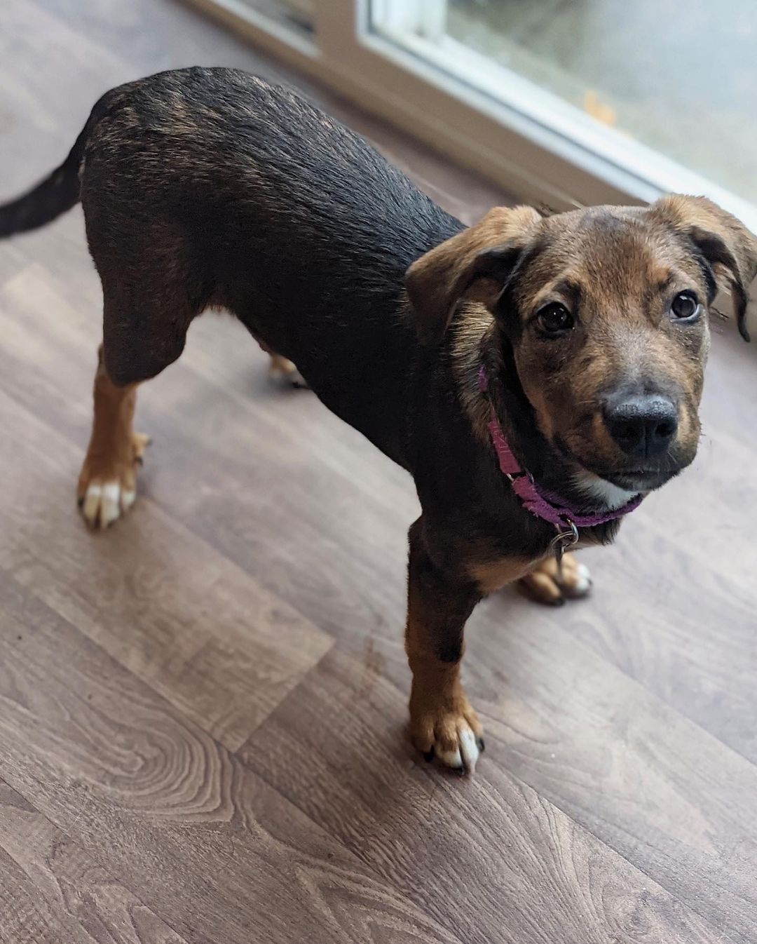 🦃Happy Thanksgiving from Matilda!🦃
🐾Female
🐾Age: DOB: 7/31/2021
🐾Weight: 22 lbs and growing!
🐾Breed: Beagle/Shepherd/Lab mix
♥️
Hey there, I’m Matilda! I have a big personality with a big heart to match! I enjoy wrestling with my sister and foster siblings and love cuddling up for a good nap afterwards! I currently enjoy playing with all the toys, bouncing around with my furry friends and cuddles! I absolutely love treats and am food motivated which will be super helpful for training.
🥧 
Speaking of training, since I am so young, I am still learning all the basics such as house training, crate training and leash training. I am catching on quickly though! I would love to find an active family who can keep me entertained with lots of exercise or have my very own fur sibling who will play with me!
🍁 
If you are interested in meeting Matilda, apply to adopt her at www.causeforcanines.org
Must have a flexible schedule to accommodate a puppy’s needs.
Adoption fee: $350
Must be an Ohio resident & 23 or older.
Children must be 5 or older.