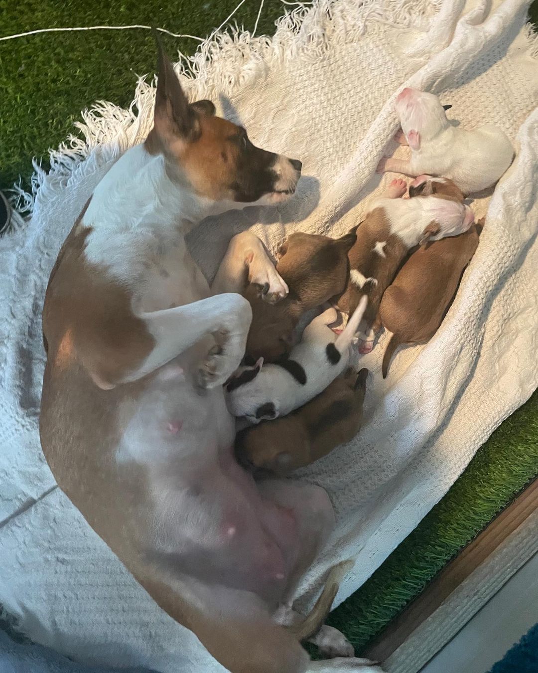 PUPDATE: Hanna and her pups are doing great! They are six days old today and growing fast!  We could not be more proud if our sweet mama Hanna, she is crushing motherhood. 

<a target='_blank' href='https://www.instagram.com/explore/tags/puppies/'>#puppies</a> <a target='_blank' href='https://www.instagram.com/explore/tags/sixdaysold/'>#sixdaysold</a> <a target='_blank' href='https://www.instagram.com/explore/tags/pupdate/'>#pupdate</a>