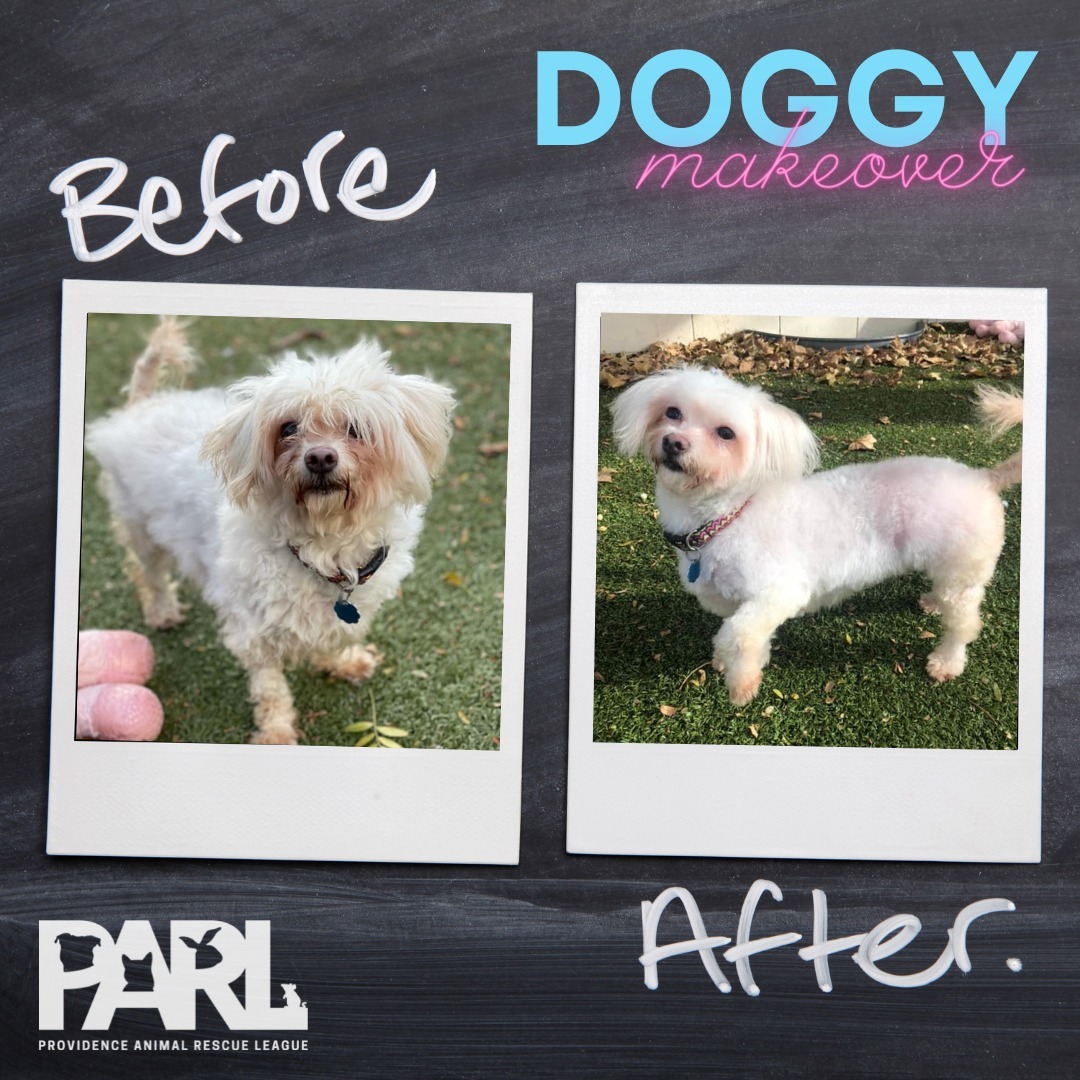 Many thanks to our friends at @all4pawsri grooming for this amazing transformation of Cookie before she was posted for adoption! This makeover helped Cookie find a new home in just one day! <a target='_blank' href='https://www.instagram.com/explore/tags/DoggieMakeover/'>#DoggieMakeover</a> <a target='_blank' href='https://www.instagram.com/explore/tags/GlamSquadToTheRescue/'>#GlamSquadToTheRescue</a>