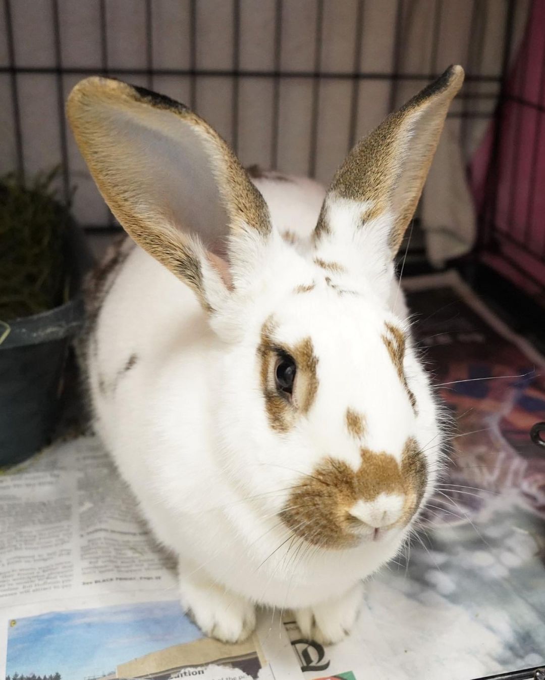 From 11/14-11/20/2021, Greenhill Humane Society helped 23 animals find new, loving homes (18 cats, 2 guinea pigs, 1 dog, 1 hamster, & 1 rabbit). 🐱🐹🐶🐭🐰 Biggest congratulations to Cornelius, a guinea pig whose been patiently waiting for 3 months at the shelter, on finding his perfect family! 💕💚 We also helped reunite 18 lost animals with their families (17 dogs, & 1 cat)! 

Thank you to the adopters, volunteers, fosters and staff who care for these animals! And many thanks to our wonderful animal loving community for supporting the animals! To see who is still in our care and photos of found animals, please visit www.green-hill.org. 
<a target='_blank' href='https://www.instagram.com/explore/tags/greenhillhumanesociety/'>#greenhillhumanesociety</a> <a target='_blank' href='https://www.instagram.com/explore/tags/eugeneoregon/'>#eugeneoregon</a> <a target='_blank' href='https://www.instagram.com/explore/tags/thisislove/'>#thisislove</a> <a target='_blank' href='https://www.instagram.com/explore/tags/pnwpets/'>#pnwpets</a> <a target='_blank' href='https://www.instagram.com/explore/tags/adoptaseniorpetmonth/'>#adoptaseniorpetmonth</a>