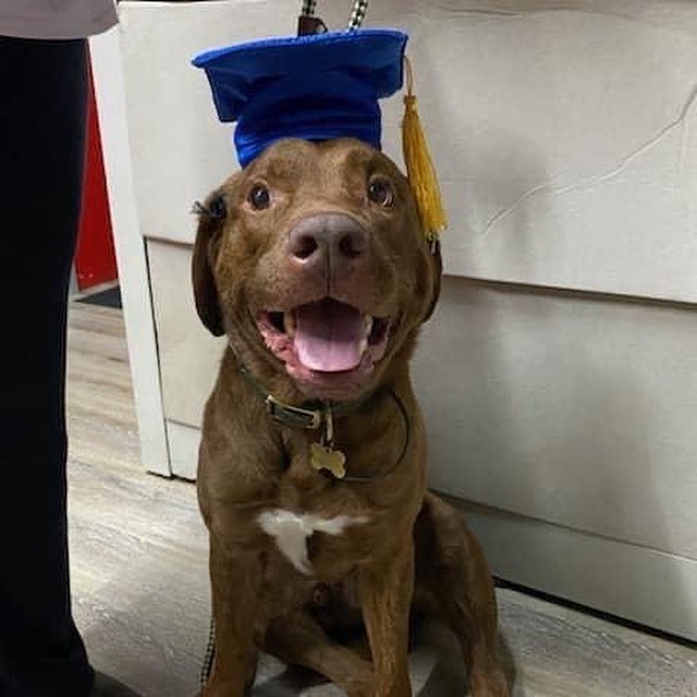 Congratulations to SHR Alumni Blaze (fka Teddy) on his graduation!!!! We love seeing SHR family live their happy tails!!!!

<a target='_blank' href='https://www.instagram.com/explore/tags/scoutshonorrescue/'>#scoutshonorrescue</a> <a target='_blank' href='https://www.instagram.com/explore/tags/happytail/'>#happytail</a> <a target='_blank' href='https://www.instagram.com/explore/tags/foreverhome/'>#foreverhome</a> <a target='_blank' href='https://www.instagram.com/explore/tags/graduate/'>#graduate</a> <a target='_blank' href='https://www.instagram.com/explore/tags/htx/'>#htx</a>