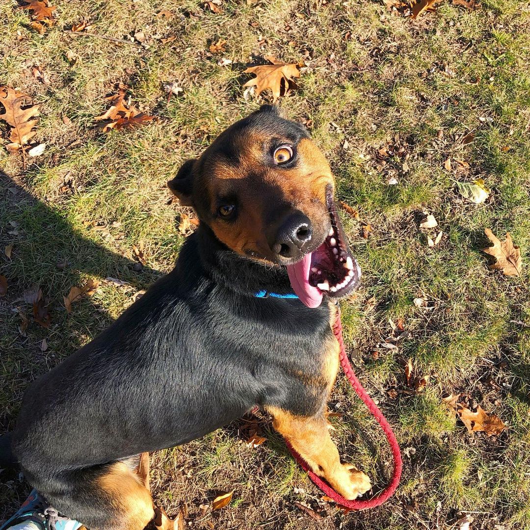 Happy sideways <a target='_blank' href='https://www.instagram.com/explore/tags/TongueOutTuesday/'>#TongueOutTuesday</a> from adoptable Cal 😜 <a target='_blank' href='https://www.instagram.com/explore/tags/Cal/'>#Cal</a> is a high energy one-year old <a target='_blank' href='https://www.instagram.com/explore/tags/shepherdmix/'>#shepherdmix</a>. He’s very affectionate and friendly but does need some training. <a target='_blank' href='https://www.instagram.com/explore/tags/adoptme/'>#adoptme</a> <a target='_blank' href='https://www.instagram.com/explore/tags/calthedog/'>#calthedog</a> <a target='_blank' href='https://www.instagram.com/explore/tags/newhavenanimalshelter/'>#newhavenanimalshelter</a>