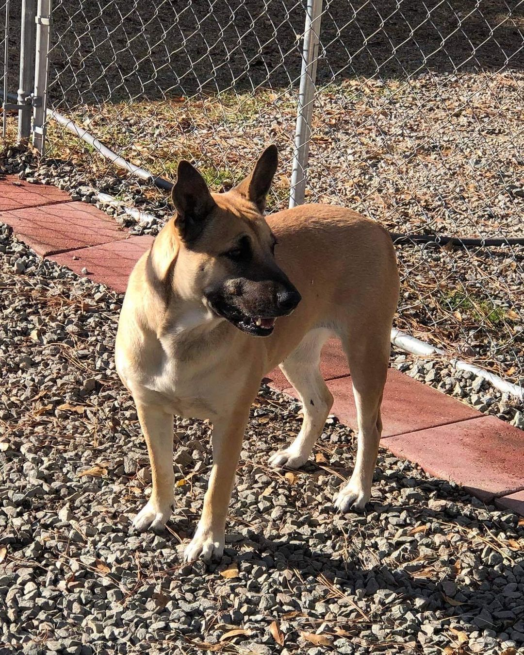 Hailey is just so pretty 😍

💕
Get your applications in!
https://www.causendogrescue.org/adoption-application.html 
🐾
💕
🐾
We only do meet and greets for approved applications.

Adoption fee is $250.

All dogs will be Up-to-date on Shots, worming, Spayed/Neutered and Microchipped.  We will also do random, periodic vet checks to ensure all dogs adopted from us continue to have the best care.  We will check for any follow up visits needed and that they are on a monthly Heartworm Prevention.

If you rent or own a home, we prefer you to have a fenced in yard. 

Apartment living is also ok but prefer a fenced in area if close to the road.
All adults in the home will need to know they are getting a dog and will need to sign the adoption agreement.
We do not adopt to college students with multiple roommates. 
Military will need to provide a backup plan.
We require all pets in the home to be spay and/or neutered. Because too many dogs are being killed, due to there not being enough homes per dog in need. Only the lucky ones end up here.