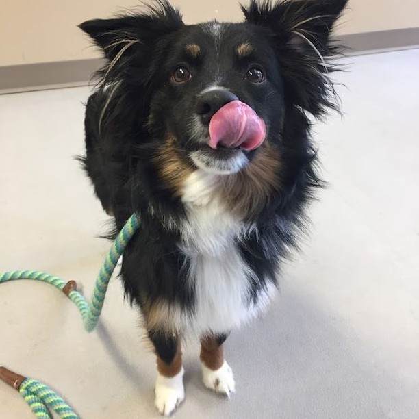 Looking for an interesting and rewarding job?  We are currently hiring for an Animal Welfare Specialist position at the Admissions & Assessment Center.  Visit either location to fill out an application! You can learn more about the position at : 
https://loom.ly/IE_yJZY

*this cutie has been adopted!