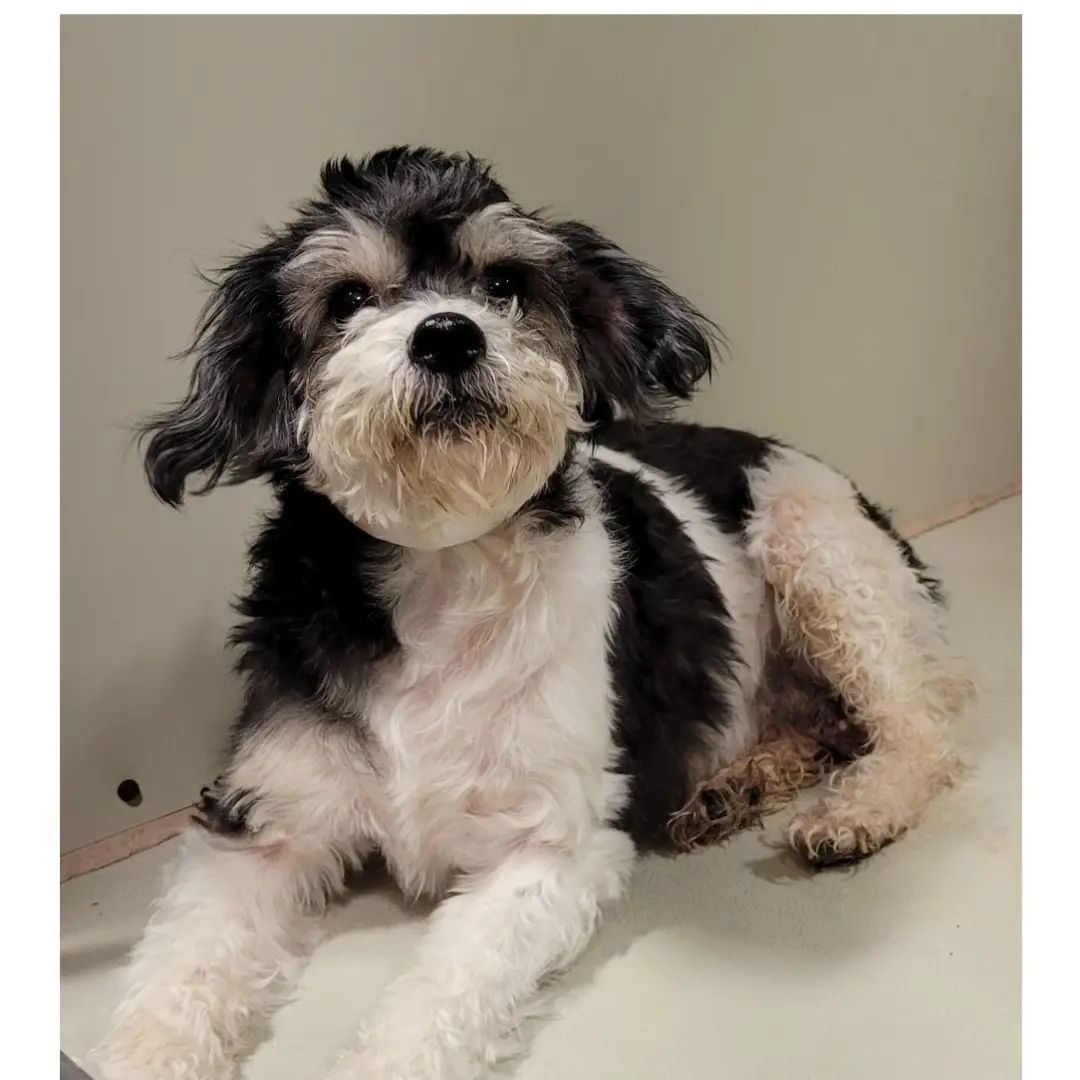 FRANKIE;
.
UPDATE;
FRANKIE has an appointment November 26th at 1 for bloodwork and physical, and to make a surgery plan. She is still at the shelter in the medical area. Eventhough they are closed tomorrow, they are going to open to let us pick her up, and keep her with our temporary medical foster.
.
We just received an email from a rural shelter that we have helped for years; and this sweet pea was set for euthanasia yesterday.
.
The shelter vet recommended euthanasia without a true diagnosis. She said it 'might' be cancer, but not sure. 
This sweetheart is a 1 year old female. She deserves a chance to LIVE. We have emailed this picture to a Veterinarian we trust, and do NOT have an estimate yet. 
.
If you would like to pledge for her rescue and medical, PLEASE DM us..
We will post a printed estimate once the Veterinarian sees her.
.
She will also need a FOSTER after she has surgery.
.
We will not let her die.
I promise!
.
<a target='_blank' href='https://www.instagram.com/explore/tags/bellavitarescue/'>#bellavitarescue</a> <a target='_blank' href='https://www.instagram.com/explore/tags/letsworktogether/'>#letsworktogether</a> <a target='_blank' href='https://www.instagram.com/explore/tags/fosteringsaveslives/'>#fosteringsaveslives</a> <a target='_blank' href='https://www.instagram.com/explore/tags/iloveher/'>#iloveher</a> <a target='_blank' href='https://www.instagram.com/explore/tags/donate/'>#donate</a> <a target='_blank' href='https://www.instagram.com/explore/tags/pledge/'>#pledge</a> <a target='_blank' href='https://www.instagram.com/explore/tags/bvrfrankie/'>#bvrfrankie</a> <a target='_blank' href='https://www.instagram.com/explore/tags/spayandneuteryourpets/'>#spayandneuteryourpets</a> <a target='_blank' href='https://www.instagram.com/explore/tags/letssaveher/'>#letssaveher</a>