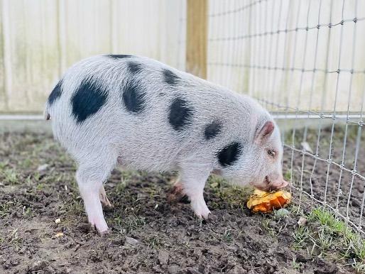 Baby Raymond update ! 
He’s not baby anymore ! 
Raymond is growing up into a handsome and big boy. He is becoming one of the friendliest pigs at the ranch and runs up to greet visitors.
This not so little spotted boy is still in search of his forever home! He would love a home with other pig friends to keep him company! <a target='_blank' href='https://www.instagram.com/explore/tags/waywardranchanimalsanctuary/'>#waywardranchanimalsanctuary</a> <a target='_blank' href='https://www.instagram.com/explore/tags/raymond/'>#raymond</a>