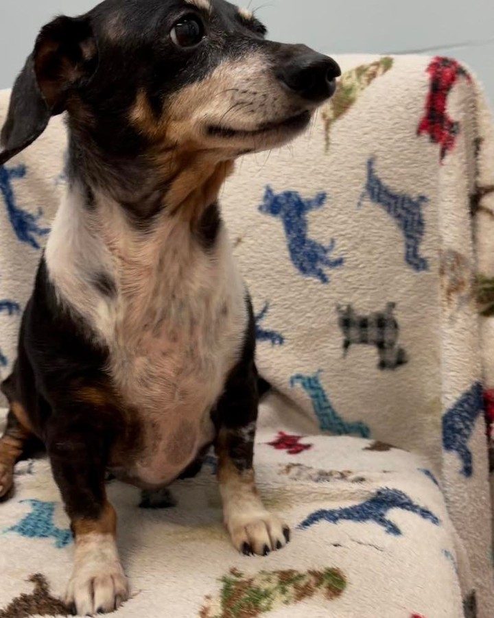 💖💖💖Katie💖💖💖

Meet Katie! She is a 10 year old 12 pound sweet girl. 

Katie is well behaved and friendly. She’s a little on the shy side, but is good with other dogs and all people. 

If you would like to adopt Katie, please go to www.dachshundrescuesouthflorida.com and submit an application. Katie needs donations for her initial vetting costs of $225 and her new start kit of $50 (bed, blanket, harness, leash and first month's preventative medication). You can donate by typing <a target='_blank' href='https://www.instagram.com/explore/tags/donate/'>#donate</a> and a dollar amount below or by clicking the donation button on the above website.

<a target='_blank' href='https://www.instagram.com/explore/tags/dachsundsofinstagram/'>#dachsundsofinstagram</a> <a target='_blank' href='https://www.instagram.com/explore/tags/dachshundlife/'>#dachshundlife</a> <a target='_blank' href='https://www.instagram.com/explore/tags/rescuedogsofinstagram/'>#rescuedogsofinstagram</a> <a target='_blank' href='https://www.instagram.com/explore/tags/doxielover/'>#doxielover</a> <a target='_blank' href='https://www.instagram.com/explore/tags/dachshundoftheday/'>#dachshundoftheday</a> <a target='_blank' href='https://www.instagram.com/explore/tags/rescuedog/'>#rescuedog</a> <a target='_blank' href='https://www.instagram.com/explore/tags/dachshund/'>#dachshund</a> <a target='_blank' href='https://www.instagram.com/explore/tags/dachshundsofinstagram/'>#dachshundsofinstagram</a> <a target='_blank' href='https://www.instagram.com/explore/tags/dachshundlove/'>#dachshundlove</a> <a target='_blank' href='https://www.instagram.com/explore/tags/doxielife/'>#doxielife</a> <a target='_blank' href='https://www.instagram.com/explore/tags/adoptdontshop/'>#adoptdontshop</a> <a target='_blank' href='https://www.instagram.com/explore/tags/dachshunds/'>#dachshunds</a>