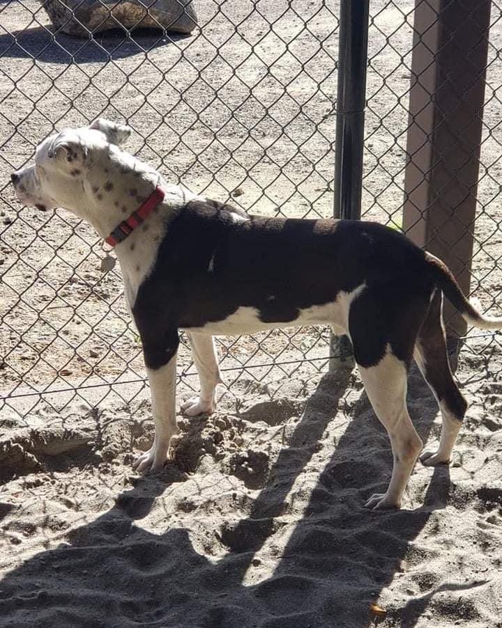 🚨🚨🚨URGENT!!!🚨🚨🚨

Petey has lost his home.  He came from the CSI vet tech program.  The couple that adopted him and picked him up Friday, lost the home they put a bid on and the place they are going to move to does not allow pets.

He is shut down.  He is timid.  He is unsure.  He has only known a kennel.  He needs a home.  He needs love.  He needs some decompression time. HE NEEDS A FAMILY!

Please help us save Petey!!! We only have today!!!
Share!  Share!  Share!  And if you can please open your home to save a life.  We were told he is good with other dogs.Good with kids.  Unknown on cats.  He needs house trained.  He is just existing at this point.

Please we need our Rescue Village to come together and safe this precious life!🙏🙏🙏