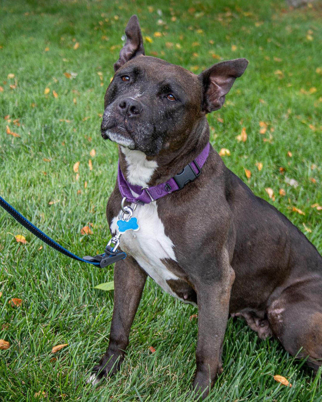 Flower is our longest shelter dog. She has been with us over 1,210 days -that’s over three years. 

She was seized during a court case and given to <a target='_blank' href='https://www.instagram.com/explore/tags/DetroitDogRescue/'>#DetroitDogRescue</a> and due to some of her fears and trauma she never found a forever home. She is the last dog left from that case where DDR endured prolonged court cases to give her a better life. 

Today, Flower is in a foster home, but she’s getting older and she’s starting to have some difficulties with her body. We recently had do an expensive ultrasound in order to change her medications. 

We know Flower isn’t ever going to get her forever home, but while she has a foster, we want to give her the best qualify life and top medical care. We’re starting a fund for her, the Flower Fund, and we hope to raise $4,000 to cover her ultrasound, medical maintenance and supplies. 

Please help us with the Flower Fund at DetroitDogRescue.com 

<a target='_blank' href='https://www.instagram.com/explore/tags/Flower/'>#Flower</a> <a target='_blank' href='https://www.instagram.com/explore/tags/Pitbull/'>#Pitbull</a> <a target='_blank' href='https://www.instagram.com/explore/tags/FlowerFund/'>#FlowerFund</a> <a target='_blank' href='https://www.instagram.com/explore/tags/FosteringSavesLives/'>#FosteringSavesLives</a> <a target='_blank' href='https://www.instagram.com/explore/tags/CourtCaseDogs/'>#CourtCaseDogs</a>