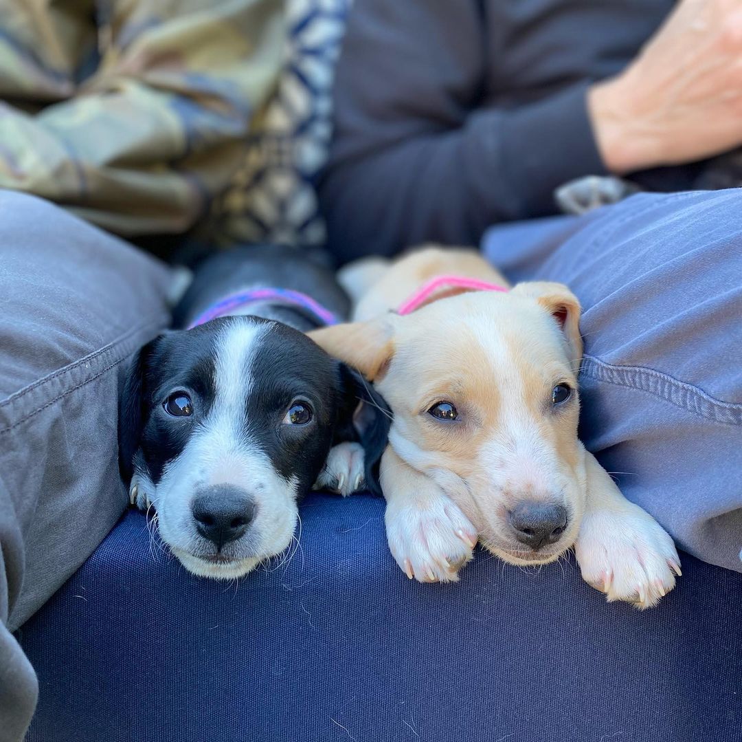 Say hello to our newest rescue puppies, the “Latin” Litter. 💃🏼🐶✨They are 10 week old pittie/poodle mixes who are ready for forever homes! 💛

Momma is a grey pittie (around 40 lbs) and dad is a maltipoo (see pic), so we think they will be about ~30 lbs full grown! They were part of an accidental litter and almost ended up in the shelter before a kind lady welcomed them into her home. Her family has raised them over the last 10 weeks and now they are ready to find forever homes! They have been around big dogs, small dogs, and young kids. 

HIT Living is looking for individuals or families who are willing to put in the time and effort to raise a puppy and who are ready to commit to loving us FOR LIFE! 

GIRLS: ✨ J Lo ✨ Shakira ✨ Selena ✨

BOYS: ✨ Bad Bunny ✨ Daddy Yankee ✨ Enrique ✨ Maluma ✨ Mr 305 ✨ Ricky Martin ✨

You can learn more + apply to adopt at hitlivingfoundation.org ✨

<a target='_blank' href='https://www.instagram.com/explore/tags/hitliving/'>#hitliving</a> <a target='_blank' href='https://www.instagram.com/explore/tags/foundlove/'>#foundlove</a> <a target='_blank' href='https://www.instagram.com/explore/tags/poodlepuppy/'>#poodlepuppy</a> <a target='_blank' href='https://www.instagram.com/explore/tags/poodlepuppies/'>#poodlepuppies</a> <a target='_blank' href='https://www.instagram.com/explore/tags/pitbullmixpuppies/'>#pitbullmixpuppies</a> <a target='_blank' href='https://www.instagram.com/explore/tags/pittiemix/'>#pittiemix</a> <a target='_blank' href='https://www.instagram.com/explore/tags/puppiesofig/'>#puppiesofig</a> <a target='_blank' href='https://www.instagram.com/explore/tags/puppiesoftheday/'>#puppiesoftheday</a> <a target='_blank' href='https://www.instagram.com/explore/tags/adoptme/'>#adoptme</a> <a target='_blank' href='https://www.instagram.com/explore/tags/losangeles/'>#losangeles</a> <a target='_blank' href='https://www.instagram.com/explore/tags/puppylove/'>#puppylove</a> <a target='_blank' href='https://www.instagram.com/explore/tags/puppiesofinstagram/'>#puppiesofinstagram</a> <a target='_blank' href='https://www.instagram.com/explore/tags/scruffypups/'>#scruffypups</a> <a target='_blank' href='https://www.instagram.com/explore/tags/adoptme/'>#adoptme</a> <a target='_blank' href='https://www.instagram.com/explore/tags/adoptdontshop/'>#adoptdontshop</a>