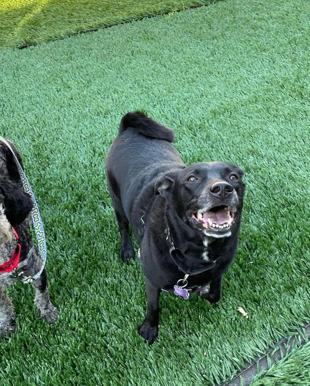 Smiiiiile if you want to be in your forever home in time for the holidays! ❤️ Rena is the sweetest gal who has come so far in foster care. When she first arrived she was pretty shut down, but these days she’s a social butterfly. She is doing well meeting new friends and loves going to our foster playgroup where she gets to hangout with other dog pals! Checkout her bio at onetail.org and apply to meet this silky soft cutie!