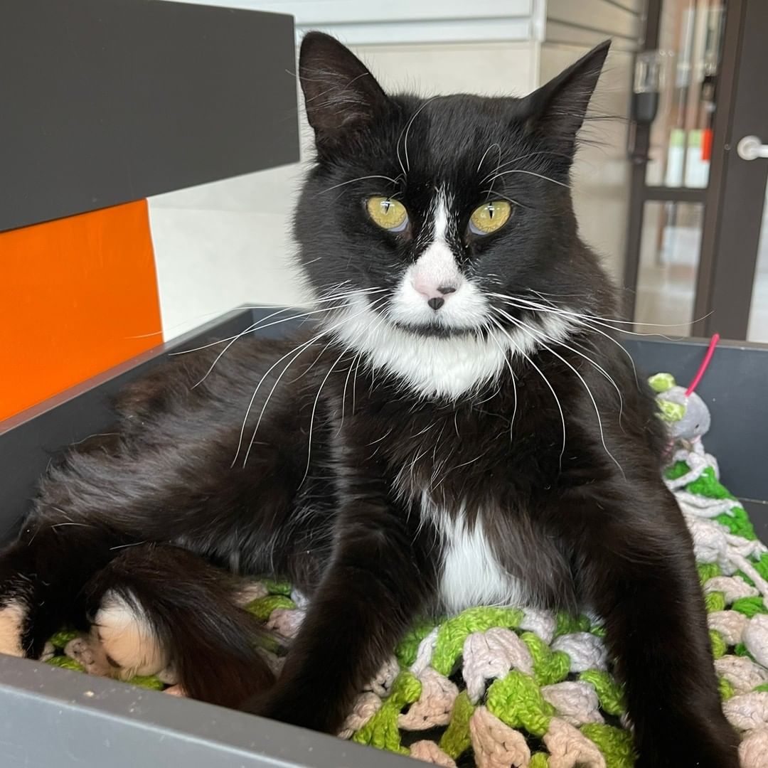 We're Big on Biggins! ❤

Biggins is a beautiful Tuxedo boy with just about perfect markings on his cute face. Biggins is so sweet he's got two roommates, Henry and Tami, just in case you're looking for a few new feline family members. 😁 

Come and meet, one-year-old Biggins. Call 208.788.4351 and be sure to go online and complete an adoption application so your ready to take this cool cat home!