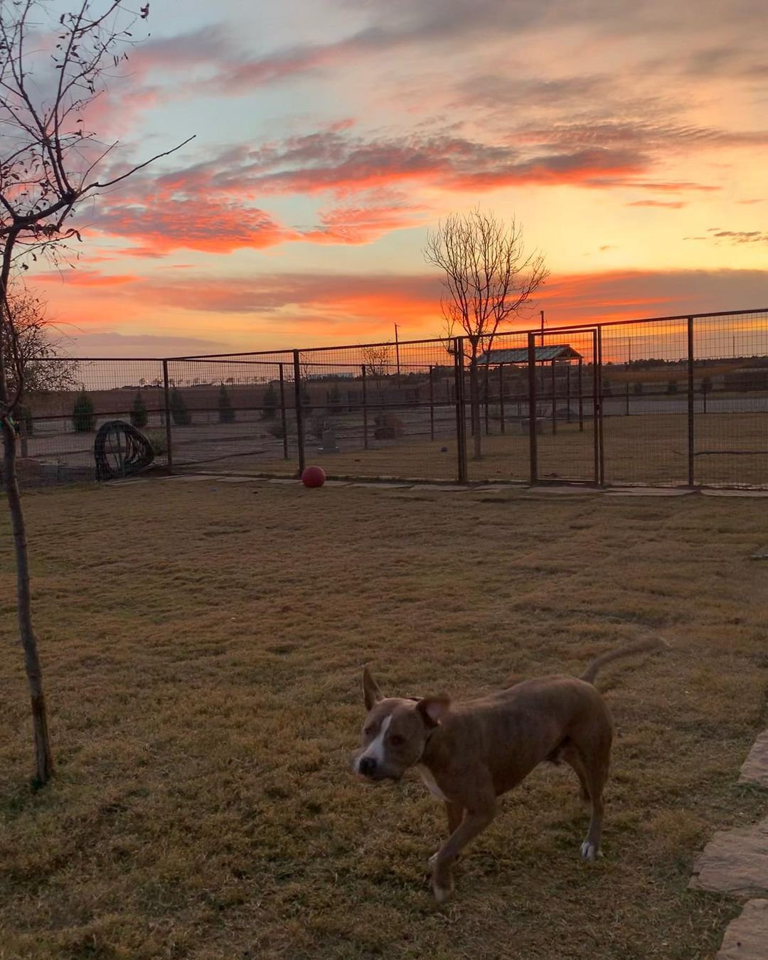 A beautiful sunset and a derpy Clark Griswold. He’s approaching his 3rd Christmas with us. He deserves to find his forever home for the holidays. You can read more about him at the link in our bio. Message us if you’re interested in meeting Clark. <a target='_blank' href='https://www.instagram.com/explore/tags/lubbock/'>#lubbock</a> <a target='_blank' href='https://www.instagram.com/explore/tags/dogsoflubbock/'>#dogsoflubbock</a> <a target='_blank' href='https://www.instagram.com/explore/tags/redraiders/'>#redraiders</a> <a target='_blank' href='https://www.instagram.com/explore/tags/ttu/'>#ttu</a> <a target='_blank' href='https://www.instagram.com/explore/tags/texastech/'>#texastech</a> <a target='_blank' href='https://www.instagram.com/explore/tags/westtexasdogs/'>#westtexasdogs</a>