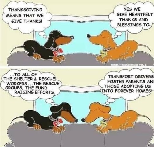 We hope everyone has an amazing Thanksgiving! We are so thankful for all our supporters, without you we couldn’t save all these lives ❤️🐾

<a target='_blank' href='https://www.instagram.com/explore/tags/cyprescue/'>#cyprescue</a> <a target='_blank' href='https://www.instagram.com/explore/tags/crossyourpaws/'>#crossyourpaws</a> <a target='_blank' href='https://www.instagram.com/explore/tags/crossyourpawsrescue/'>#crossyourpawsrescue</a> <a target='_blank' href='https://www.instagram.com/explore/tags/rescue/'>#rescue</a>  <a target='_blank' href='https://www.instagram.com/explore/tags/muttsofinstagram/'>#muttsofinstagram</a> <a target='_blank' href='https://www.instagram.com/explore/tags/dogsofinstagram/'>#dogsofinstagram</a> <a target='_blank' href='https://www.instagram.com/explore/tags/dogsofinsta/'>#dogsofinsta</a> <a target='_blank' href='https://www.instagram.com/explore/tags/instadog/'>#instadog</a> <a target='_blank' href='https://www.instagram.com/explore/tags/instagramdogs/'>#instagramdogs</a> <a target='_blank' href='https://www.instagram.com/explore/tags/rescuedogsofinstagram/'>#rescuedogsofinstagram</a> <a target='_blank' href='https://www.instagram.com/explore/tags/adoptdontshop/'>#adoptdontshop</a> <a target='_blank' href='https://www.instagram.com/explore/tags/dogsofpittsburgh/'>#dogsofpittsburgh</a> <a target='_blank' href='https://www.instagram.com/explore/tags/pittsburghdogs/'>#pittsburghdogs</a> <a target='_blank' href='https://www.instagram.com/explore/tags/rescuedog/'>#rescuedog</a> <a target='_blank' href='https://www.instagram.com/explore/tags/spayandneuter/'>#spayandneuter</a> <a target='_blank' href='https://www.instagram.com/explore/tags/fosteringsaveslives/'>#fosteringsaveslives</a> <a target='_blank' href='https://www.instagram.com/explore/tags/rescuedismyfavoritebreed/'>#rescuedismyfavoritebreed</a> <a target='_blank' href='https://www.instagram.com/explore/tags/thanksgiving/'>#thanksgiving</a> <a target='_blank' href='https://www.instagram.com/explore/tags/givethanks/'>#givethanks</a> <a target='_blank' href='https://www.instagram.com/explore/tags/happythanksgivng/'>#happythanksgivng</a> <a target='_blank' href='https://www.instagram.com/explore/tags/thankful/'>#thankful</a> <a target='_blank' href='https://www.instagram.com/explore/tags/thankfulgratefulblessed/'>#thankfulgratefulblessed</a>