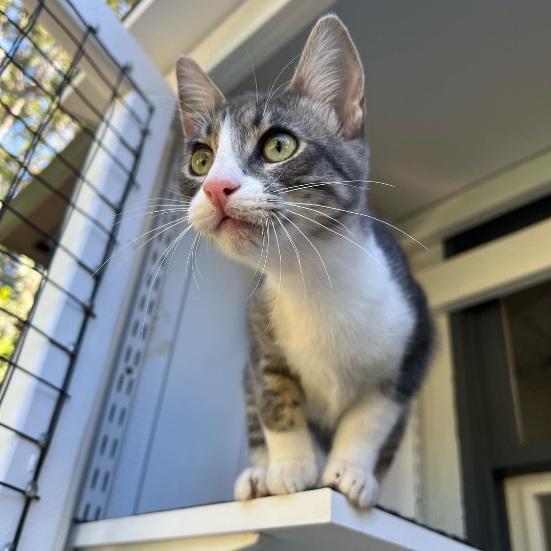 We love Mitzi !!! 
And we know you would too if you met her. Super duper playful, lap cat, kiss monster, gets along great with other cats, good with cat respecting dogs and kids! Her litter did test positive for FIV and sadly, we think it’s keeping her from getting adopted. Which is so sad because it’s not a big deal. 💔 Three of her brothers found their homes, now it’s her and her brother, Bodhi’s turn to go home. 
She is fully vetted and ready to go home. She is almost 5 months old. 
DM for an adoption questionnaire! 
.
.
.

.

.
.
.

.
<a target='_blank' href='https://www.instagram.com/explore/tags/tabbykitty/'>#tabbykitty</a><a target='_blank' href='https://www.instagram.com/explore/tags/fivpositive/'>#fivpositive</a><a target='_blank' href='https://www.instagram.com/explore/tags/fivpositivecat/'>#fivpositivecat</a><a target='_blank' href='https://www.instagram.com/explore/tags/fivpositivelyloved/'>#fivpositivelyloved</a><a target='_blank' href='https://www.instagram.com/explore/tags/whiskerwednesday/'>#whiskerwednesday</a><a target='_blank' href='https://www.instagram.com/explore/tags/kittensofig/'>#kittensofig</a><a target='_blank' href='https://www.instagram.com/explore/tags/adoptdontshop/'>#adoptdontshop</a><a target='_blank' href='https://www.instagram.com/explore/tags/carsonsheltersurvivor/'>#carsonsheltersurvivor</a><a target='_blank' href='https://www.instagram.com/explore/tags/sheltercat/'>#sheltercat</a><a target='_blank' href='https://www.instagram.com/explore/tags/formerbottlebaby/'>#formerbottlebaby</a><a target='_blank' href='https://www.instagram.com/explore/tags/cattastic/'>#cattastic</a><a target='_blank' href='https://www.instagram.com/explore/tags/fostercats/'>#fostercats</a><a target='_blank' href='https://www.instagram.com/explore/tags/fostercatsofinstagram/'>#fostercatsofinstagram</a>