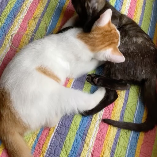 Arya and Prince Sansa, 6mo kittens, available for adoption ♥️ <a target='_blank' href='https://www.instagram.com/explore/tags/catadoption/'>#catadoption</a> <a target='_blank' href='https://www.instagram.com/explore/tags/catsofinstagram/'>#catsofinstagram</a> <a target='_blank' href='https://www.instagram.com/explore/tags/sheltercats/'>#sheltercats</a> <a target='_blank' href='https://www.instagram.com/explore/tags/foster/'>#foster</a>