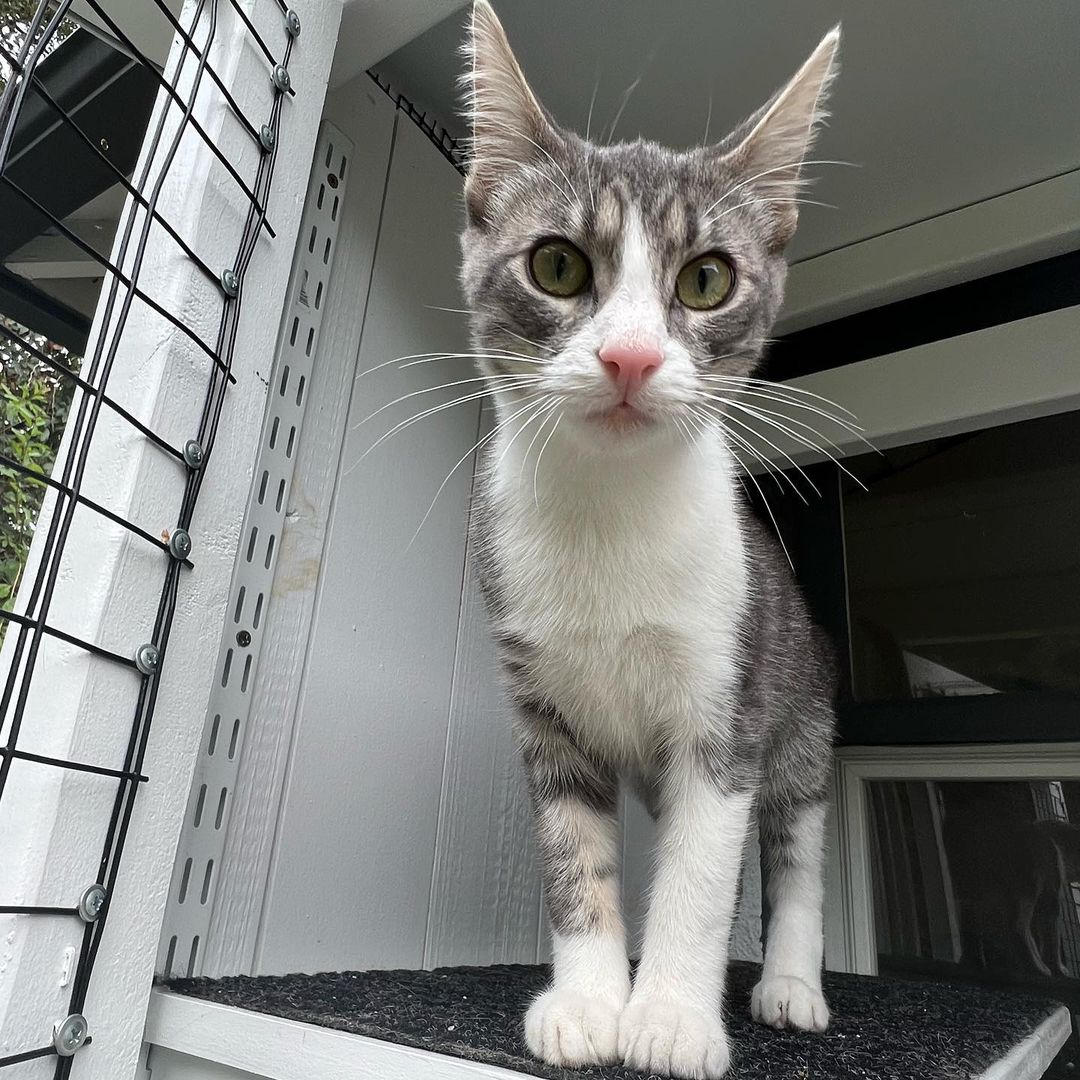 We love Mitzi !!! 
And we know you would too if you met her. Super duper playful, lap cat, kiss monster, gets along great with other cats, good with cat respecting dogs and kids! Her litter did test positive for FIV and sadly, we think it’s keeping her from getting adopted. Which is so sad because it’s not a big deal. 💔 Three of her brothers found their homes, now it’s her and her brother, Bodhi’s turn to go home. 
She is fully vetted and ready to go home. She is almost 5 months old. 
DM for an adoption questionnaire! 
.
.
.

.

.
.
.

.
<a target='_blank' href='https://www.instagram.com/explore/tags/tabbykitty/'>#tabbykitty</a><a target='_blank' href='https://www.instagram.com/explore/tags/fivpositive/'>#fivpositive</a><a target='_blank' href='https://www.instagram.com/explore/tags/fivpositivecat/'>#fivpositivecat</a><a target='_blank' href='https://www.instagram.com/explore/tags/fivpositivelyloved/'>#fivpositivelyloved</a><a target='_blank' href='https://www.instagram.com/explore/tags/whiskerwednesday/'>#whiskerwednesday</a><a target='_blank' href='https://www.instagram.com/explore/tags/kittensofig/'>#kittensofig</a><a target='_blank' href='https://www.instagram.com/explore/tags/adoptdontshop/'>#adoptdontshop</a><a target='_blank' href='https://www.instagram.com/explore/tags/carsonsheltersurvivor/'>#carsonsheltersurvivor</a><a target='_blank' href='https://www.instagram.com/explore/tags/sheltercat/'>#sheltercat</a><a target='_blank' href='https://www.instagram.com/explore/tags/formerbottlebaby/'>#formerbottlebaby</a><a target='_blank' href='https://www.instagram.com/explore/tags/cattastic/'>#cattastic</a><a target='_blank' href='https://www.instagram.com/explore/tags/fostercats/'>#fostercats</a><a target='_blank' href='https://www.instagram.com/explore/tags/fostercatsofinstagram/'>#fostercatsofinstagram</a>