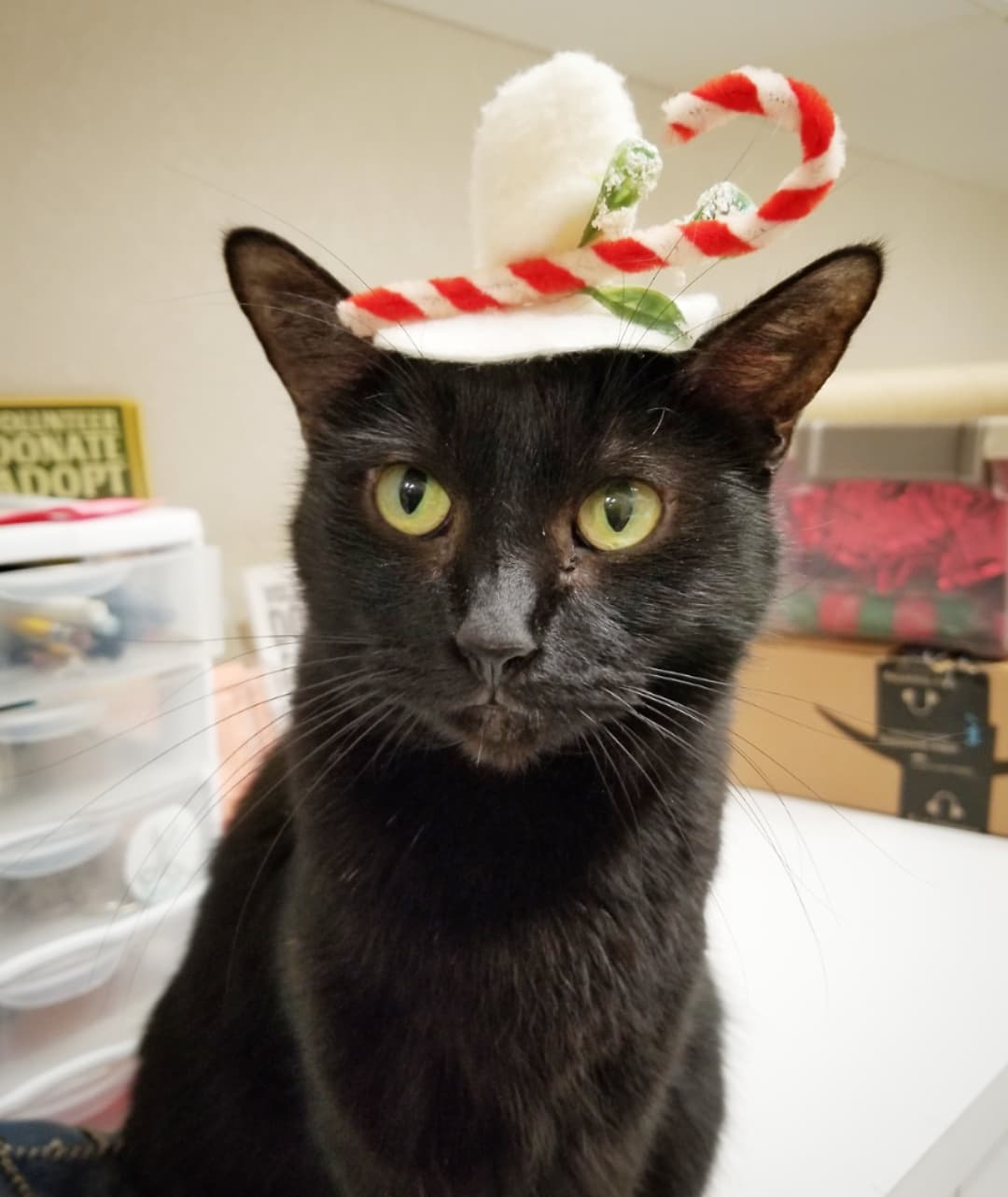 🎅🐈 We almost forgot to introduce you to our furry elves who helped make the PETCO Cat Lounge so festive yesterday 🎄

Meet Portia the baby panther, kitten brothers Bootstrap and Blackbeard, tuxie kitten Mr Milky, Tuffy the tuxie, Portia again, the always fashionable pantherette Lox, Blackbeard sporting his first Christmas hat, Blackbeard again, Lox again...and what holiday would be complete without a wrestling match in the Christmas train 🚂

All these sweeties are available for adoption and would love to have a FURever home for the holidays 💕🐾🏡💕

Located inside PETCO Metro 2784 W Peoria Ave in Phoenix. 
Hours: 5:30-7:00pm Monday-Saturday and 5-6:30pm on Sundays. 

Scarf by @fantasticosas 
Catnip mat and vintage hats by @friskycity 

<a target='_blank' href='https://www.instagram.com/explore/tags/allaboutanimalsrescueaz/'>#allaboutanimalsrescueaz</a> <a target='_blank' href='https://www.instagram.com/explore/tags/savealife/'>#savealife</a> <a target='_blank' href='https://www.instagram.com/explore/tags/petcocatlounge/'>#petcocatlounge</a> <a target='_blank' href='https://www.instagram.com/explore/tags/adoptdontshop/'>#adoptdontshop</a> <a target='_blank' href='https://www.instagram.com/explore/tags/rescuedismyfavoritebreed/'>#rescuedismyfavoritebreed</a> <a target='_blank' href='https://www.instagram.com/explore/tags/rescuefosteradopt/'>#rescuefosteradopt</a> <a target='_blank' href='https://www.instagram.com/explore/tags/fosteringsaveslives/'>#fosteringsaveslives</a> <a target='_blank' href='https://www.instagram.com/explore/tags/thinkadoptionfirst/'>#thinkadoptionfirst</a> <a target='_blank' href='https://www.instagram.com/explore/tags/lovechangeseverything/'>#lovechangeseverything</a> <a target='_blank' href='https://www.instagram.com/explore/tags/allyouneedislove/'>#allyouneedislove</a> <a target='_blank' href='https://www.instagram.com/explore/tags/mynewbestfriend/'>#mynewbestfriend</a> <a target='_blank' href='https://www.instagram.com/explore/tags/felinetherapy/'>#felinetherapy</a> <a target='_blank' href='https://www.instagram.com/explore/tags/felineshenanigans/'>#felineshenanigans</a> <a target='_blank' href='https://www.instagram.com/explore/tags/felinefun/'>#felinefun</a> <a target='_blank' href='https://www.instagram.com/explore/tags/adoptakitten/'>#adoptakitten</a> <a target='_blank' href='https://www.instagram.com/explore/tags/adoptacat/'>#adoptacat</a> <a target='_blank' href='https://www.instagram.com/explore/tags/rescuecatsrock/'>#rescuecatsrock</a> <a target='_blank' href='https://www.instagram.com/explore/tags/gato/'>#gato</a> <a target='_blank' href='https://www.instagram.com/explore/tags/gatito/'>#gatito</a> <a target='_blank' href='https://www.instagram.com/explore/tags/cuddlebuddy/'>#cuddlebuddy</a> <a target='_blank' href='https://www.instagram.com/explore/tags/homefortheholidays/'>#homefortheholidays</a> <a target='_blank' href='https://www.instagram.com/explore/tags/purrbaby/'>#purrbaby</a> <a target='_blank' href='https://www.instagram.com/explore/tags/purrfection/'>#purrfection</a> <a target='_blank' href='https://www.instagram.com/explore/tags/openyourhearttoarescuecat/'>#openyourhearttoarescuecat</a> <a target='_blank' href='https://www.instagram.com/explore/tags/cutekittens/'>#cutekittens</a> <a target='_blank' href='https://www.instagram.com/explore/tags/kittenvideo/'>#kittenvideo</a> <a target='_blank' href='https://www.instagram.com/explore/tags/adoptme/'>#adoptme</a> <a target='_blank' href='https://www.instagram.com/explore/tags/holidayfashion/'>#holidayfashion</a> <a target='_blank' href='https://www.instagram.com/explore/tags/catsinhats/'>#catsinhats</a> <a target='_blank' href='https://www.instagram.com/explore/tags/kittenadoptionphoenix/'>#kittenadoptionphoenix</a>