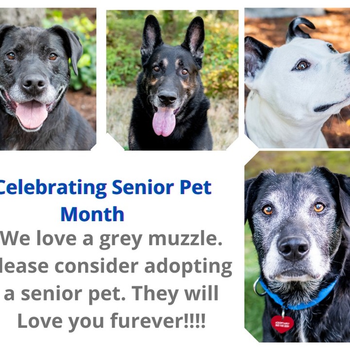 In honor of Adopt a Senior pet month, we at Adopt-a-Pet want to remind everyone just how much love and appreciation a senior dog can bring to your life.
Why consider a senior dog you might ask? 
1) With older dogs their personalities are pretty well developed, what you see is what you get, but that doesn’t mean you can’t teach an old dog new tricks. 
2) And speaking of tricks and training, older dogs usually have some degree of training already under their belt, most are housetrained, know some basic commands and if they don’t you can still teach them a thing or two.
3) Senior dogs are much calmer than a puppy, while puppies are cute, they are also very active and need a lot of training. Older dogs are past that chew on your shoes, or chew on almost everything stage. They are also more easily adaptable to your environment. 
4) Last but certainly not least, you are giving a deserving dog a second chance, don’t you want to be the one who gives that dog a loving home that they deserve in their later years? Think about the joy and comfort they will bring to you, but more importantly that you will bring to them. 
To view all of our available dogs visit 
https://www.petfinder.com/search/pets-for-adoption/...