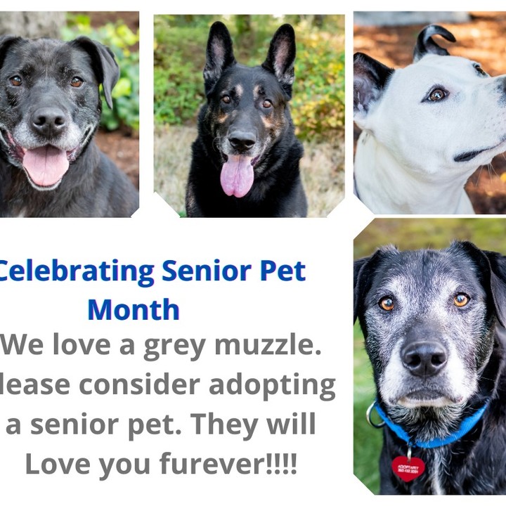 In honor of Adopt a Senior pet month, we at Adopt-a-Pet want to remind everyone just how much love and appreciation a senior dog can bring to your life.
Why consider a senior dog you might ask? 
1) With older dogs their personalities are pretty well developed, what you see is what you get, but that doesn’t mean you can’t teach an old dog new tricks. 
2) And speaking of tricks and training, older dogs usually have some degree of training already under their belt, most are housetrained, know some basic commands and if they don’t you can still teach them a thing or two.
3) Senior dogs are much calmer than a puppy, while puppies are cute, they are also very active and need a lot of training. Older dogs are past that chew on your shoes, or chew on almost everything stage. They are also more easily adaptable to your environment. 
4) Last but certainly not least, you are giving a deserving dog a second chance, don’t you want to be the one who gives that dog a loving home that they deserve in their later years? Think about the joy and comfort they will bring to you, but more importantly that you will bring to them. 
To view all of our available dogs visit 
https://www.petfinder.com/search/pets-for-adoption/...