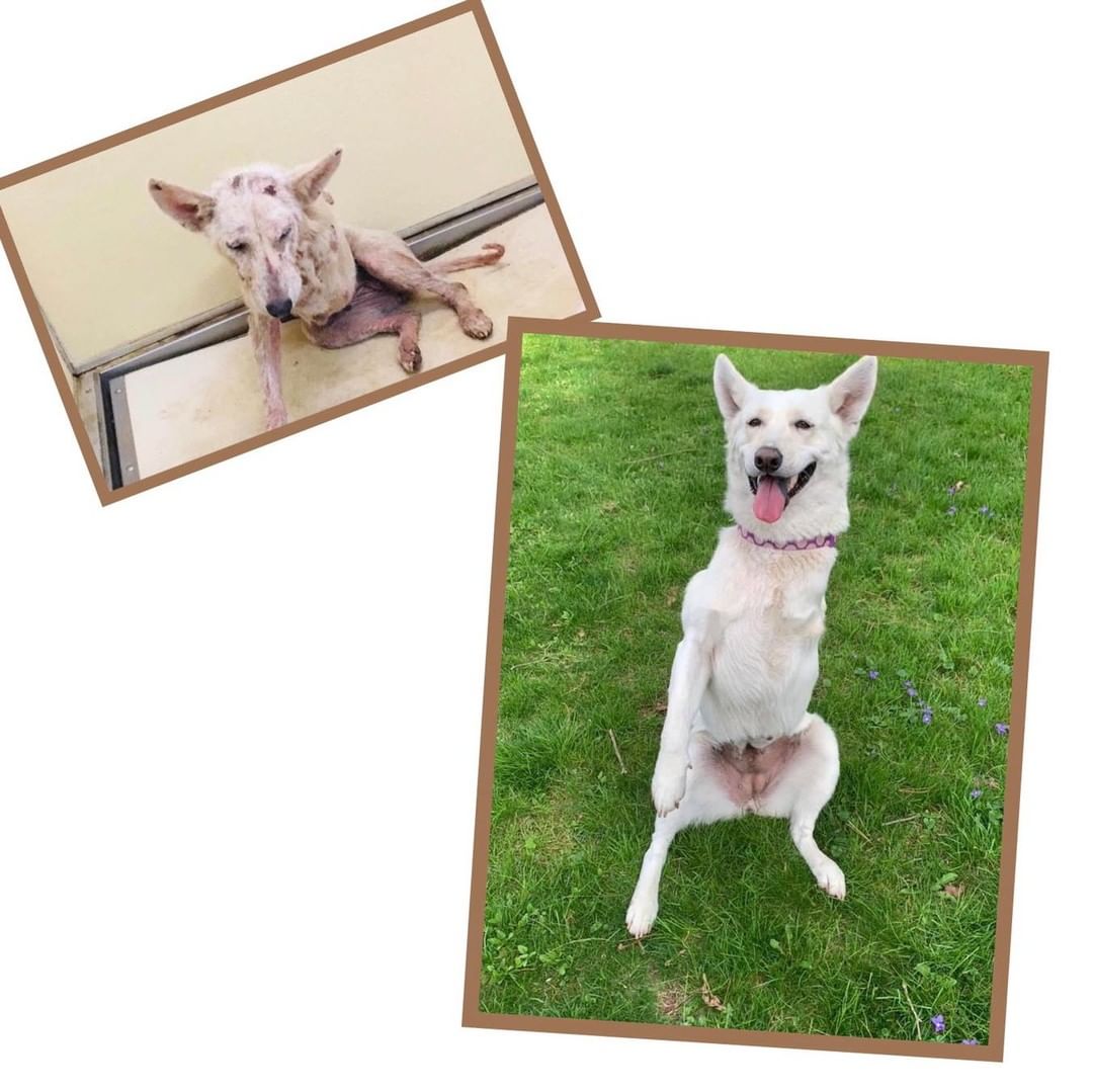 𝗧𝗛𝗘𝗡 ➡️ 𝗡𝗢𝗪 
This special boy named Popeye was saved from a very rural shelter in Texas where animals are not even available for adoption. They are simply held, then euthanized. He was so defeated and had given up. We saw him and his buddy Popcorn and quickly committed to saving them both. Their photos broke our hearts and we knew with Popeye’s disability he didn’t have much of a chance. They went into foster care and quickly flourished ! They gained weight, got stronger, their skin healed and their heart worms were treated. They are now happily adopted and living the good life!!!

Please support us this <a target='_blank' href='https://www.instagram.com/explore/tags/GivingTuesday/'>#GivingTuesday</a> so that we can continue saving dogs like Popeye and giving them their happily ever after!

Donation can be sent:
🐾 via PayPal :  https://www.paypal.me/snarrnortheast
🐾 website: www.snarrnortheast.org/donate
🐾 Venmo @CB-snarrnortheast
🐾 Mail to : PO Box 307 White Plains NY 10602
🐾 Giving Grid: https://www.givinggrid.com/ouphtz/
🐾 Facebook Fundraiser: https://www.facebook.com/donate/881080309216115/

<a target='_blank' href='https://www.instagram.com/explore/tags/adoptdontshop/'>#adoptdontshop</a> <a target='_blank' href='https://www.instagram.com/explore/tags/rescue/'>#rescue</a> <a target='_blank' href='https://www.instagram.com/explore/tags/animallovers/'>#animallovers</a> <a target='_blank' href='https://www.instagram.com/explore/tags/dog/'>#dog</a> <a target='_blank' href='https://www.instagram.com/explore/tags/love/'>#love</a> <a target='_blank' href='https://www.instagram.com/explore/tags/dogrescue/'>#dogrescue</a> <a target='_blank' href='https://www.instagram.com/explore/tags/rescuedog/'>#rescuedog</a> <a target='_blank' href='https://www.instagram.com/explore/tags/adopt/'>#adopt</a> <a target='_blank' href='https://www.instagram.com/explore/tags/fosteringsaveslives/'>#fosteringsaveslives</a> <a target='_blank' href='https://www.instagram.com/explore/tags/doglover/'>#doglover</a> <a target='_blank' href='https://www.instagram.com/explore/tags/snarrnortheastrescue/'>#snarrnortheastrescue</a> <a target='_blank' href='https://www.instagram.com/explore/tags/givinghopetothehopeless/'>#givinghopetothehopeless</a> <a target='_blank' href='https://www.instagram.com/explore/tags/secondchances/'>#secondchances</a> <a target='_blank' href='https://www.instagram.com/explore/tags/donate/'>#donate</a> <a target='_blank' href='https://www.instagram.com/explore/tags/givingtuesday/'>#givingtuesday</a>