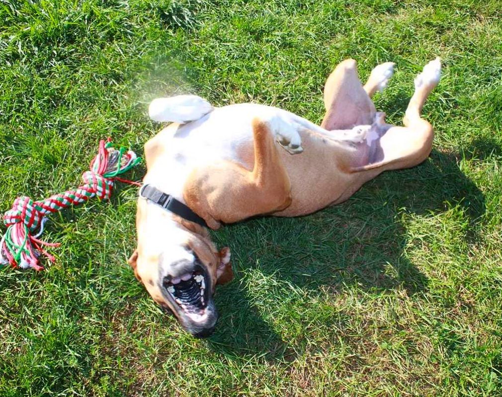 Happy Monday! My name is Niffler. I look like a lab/hound mix and am about 2 years old and 45 lbs. I’ve been lucky enough to participate in the Happy Hounds Prison Dog Program where I learned SO MUCH! My handler taught me sit, down, wait, stay, and paw. I'm very treat motivated so training is fun. I LOVE to spend time outside in a yard and will even entertain myself with a rope toy, ball, or stuffy. I also enjoy a good bone to chew on.

Life before OPH and HHPDP was scary. I've been learning to open up and trust people. I have been fostered in a home with other dogs, and I enjoy other dogs in the prison program as long as they play respectfully.

If you’re interested in adopting or learning more about me, visit the link in our bio!

<a target='_blank' href='https://www.instagram.com/explore/tags/adoptabledog/'>#adoptabledog</a> <a target='_blank' href='https://www.instagram.com/explore/tags/adoptdontshop/'>#adoptdontshop</a> <a target='_blank' href='https://www.instagram.com/explore/tags/opttoadopt/'>#opttoadopt</a> <a target='_blank' href='https://www.instagram.com/explore/tags/ophrescue/'>#ophrescue</a> <a target='_blank' href='https://www.instagram.com/explore/tags/savedogs/'>#savedogs</a> <a target='_blank' href='https://www.instagram.com/explore/tags/dogrescue/'>#dogrescue</a> <a target='_blank' href='https://www.instagram.com/explore/tags/rescuedogs/'>#rescuedogs</a> <a target='_blank' href='https://www.instagram.com/explore/tags/mustlovedogs/'>#mustlovedogs</a> <a target='_blank' href='https://www.instagram.com/explore/tags/rescuedismyfavoritebreed/'>#rescuedismyfavoritebreed</a> <a target='_blank' href='https://www.instagram.com/explore/tags/rescuedogsofinstagram/'>#rescuedogsofinstagram</a>