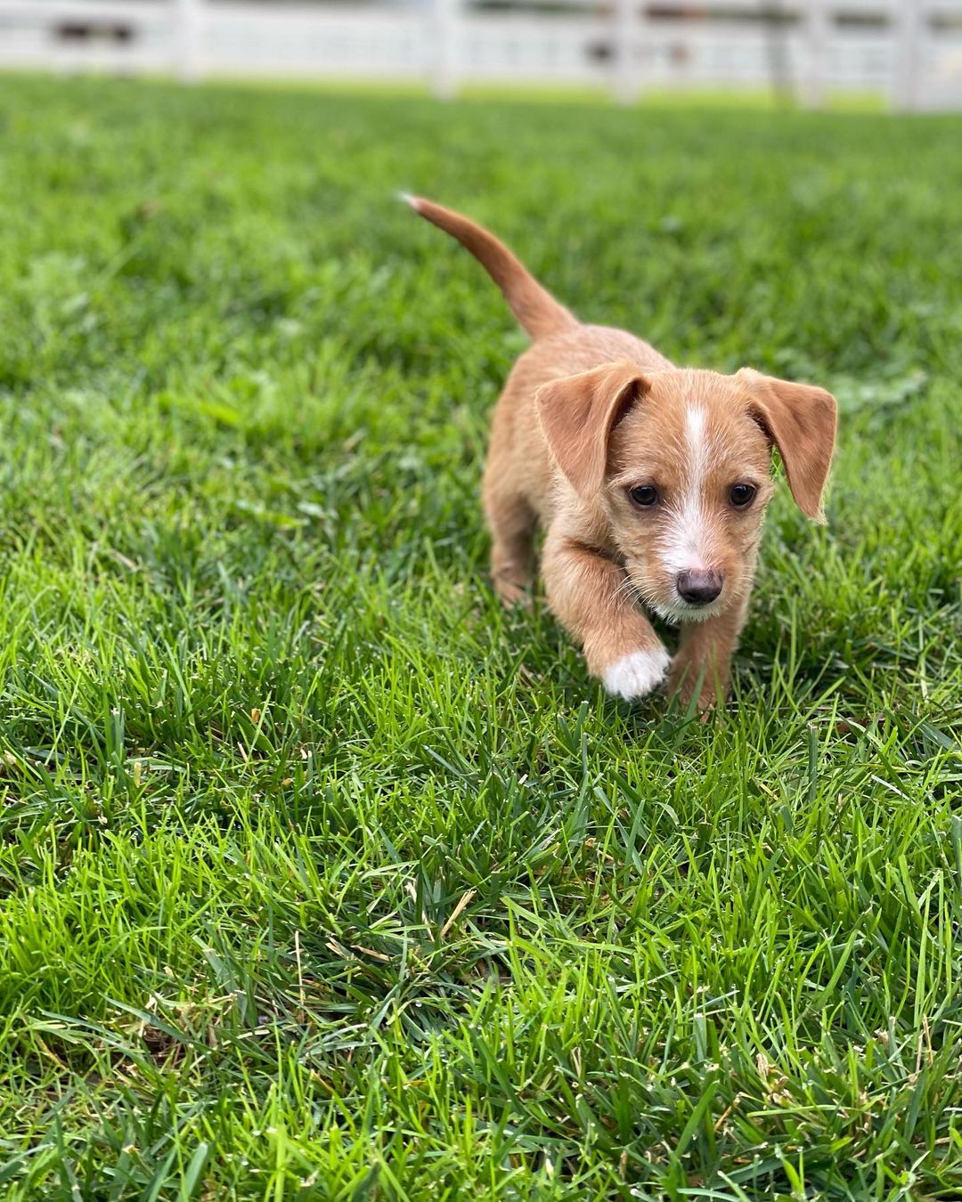 **Applications are now closed**
Meet Jaxx..... This sweet <a target='_blank' href='https://www.instagram.com/explore/tags/jackrussellterrier/'>#jackrussellterrier</a> boy is ready for his forever home. Jaxx loves every dog and person he meets. He is ready to join a good game of fetch, chase or tug with a future canine sibling. This guy is all puppy though so adopters should be ready for the good, the bad and the ugly that a young pup will bring. This does mean you will lose a few shoes, computer cords or toys to a teething puppy if you leave them out. of course Jaxx is a master at giving you those cute puppy dog eyes as he showers you with kisses in an attempt to say he is sorry for using your table leg as a teething toy. Potty training and patience will be needed but he is already proving to be a smart little guy and is making great strides in that area. Jaxx will make a great hiking  buddy for those that are wanting a energetic yet portable pooch to join them on all the fun adventures our great state has to offer. He could go to a home with kids and do great but they should know puppy teeth are sharp and little kid arms make the best teething toys in the eyes of a puppy. Welcome to the <a target='_blank' href='https://www.instagram.com/explore/tags/jakeswishfamily/'>#jakeswishfamily</a> Jaxx. Send us an application if you would like to be considered. <a target='_blank' href='https://www.instagram.com/explore/tags/jakeswishrescue/'>#jakeswishrescue</a> <a target='_blank' href='https://www.instagram.com/explore/tags/adoptdontshop/'>#adoptdontshop</a> <a target='_blank' href='https://www.instagram.com/explore/tags/fosteringsaveslives/'>#fosteringsaveslives</a> <a target='_blank' href='https://www.instagram.com/explore/tags/jakeswishfamily/'>#jakeswishfamily</a>