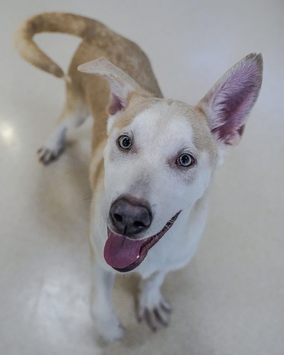 So you’re looking to add pure chaos to your life you say?! Do we have the perfect puppy for you! Husky/lab mixes Balto and Fritz are looking for home ready to keep up with their high energy ways! FMI check out popehumane.org. Photo credit to the fantastic @pj.walter.photography <a target='_blank' href='https://www.instagram.com/explore/tags/puppy/'>#puppy</a> <a target='_blank' href='https://www.instagram.com/explore/tags/puppies/'>#puppies</a> <a target='_blank' href='https://www.instagram.com/explore/tags/chaoticgood/'>#chaoticgood</a> <a target='_blank' href='https://www.instagram.com/explore/tags/husky/'>#husky</a> <a target='_blank' href='https://www.instagram.com/explore/tags/lab/'>#lab</a> <a target='_blank' href='https://www.instagram.com/explore/tags/mutt/'>#mutt</a>