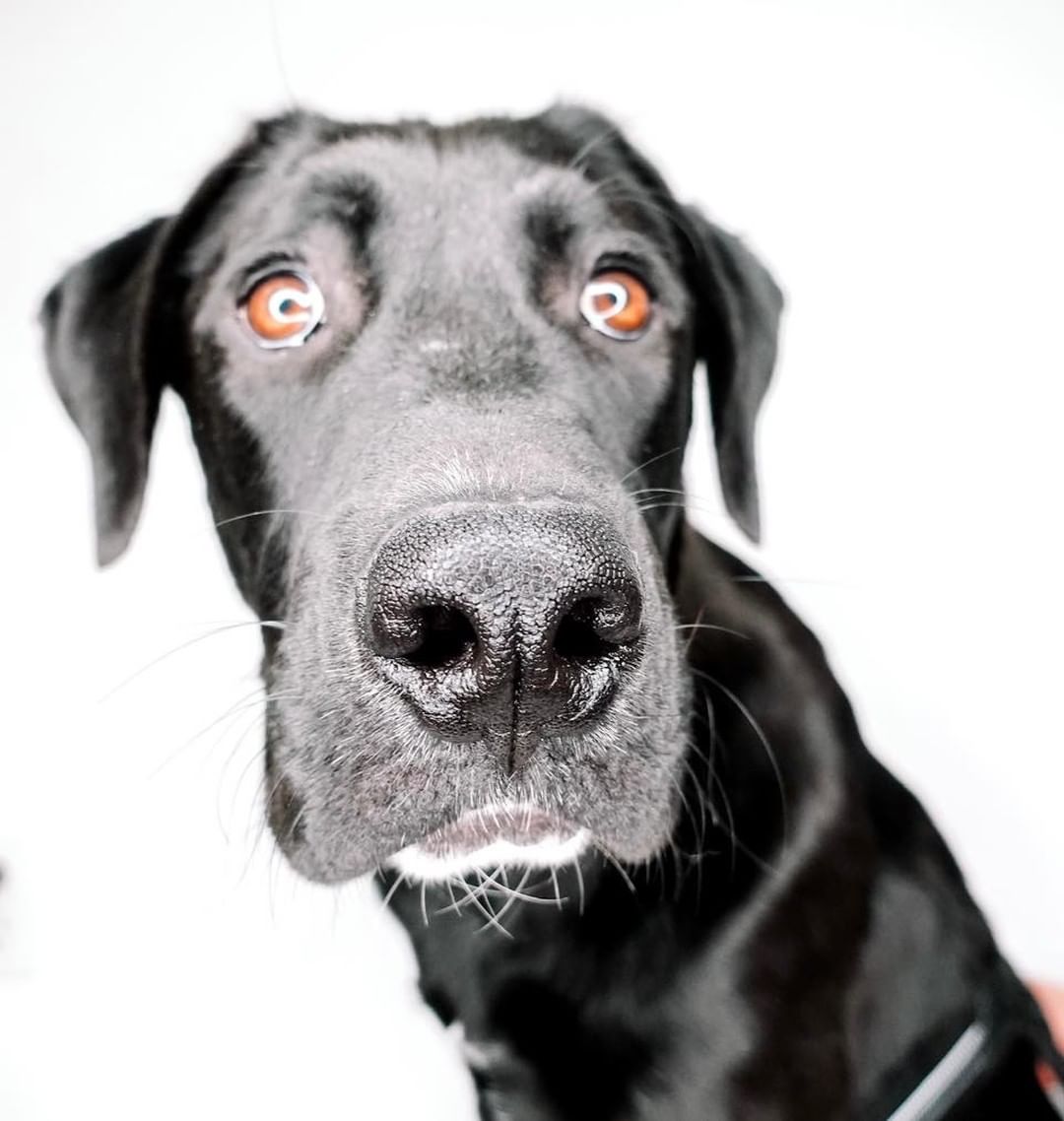 Needing a best friend?! Snoopy is your guy! 💛

Snoopy is a goofy boy! He could run and play for hours! Although, he also enjoys just hanging out and being loved on. He is a giant puppy who loves attention! He listens so well, he’s very treat motivated. He’s great on a leash too! He knows sit and is very eager to please his humans! He is working on wait. He is potty crate trained and uses a doggie door. Snoopy would LOVE another dog to play with! Snoopy is a puppy at heart and has so much love to give! He truly is a joy to be around! ✨
Age: 9 months
Estimated breed: Lab mix

My story: Hi, everyone! I’m Snoopy! I was rescued from the OKC shelter with my brother. He found his happy home, but I’m still waiting on mine! I’m a good boy! I like to run, play, and most of all, make my human happy. I love seeing a smile on their face! If your my forever 
person, please come find me soon! 😄

He is sleepover eligible! What more could you want?! Apply at puppyhavenrescue.com/adopt/!