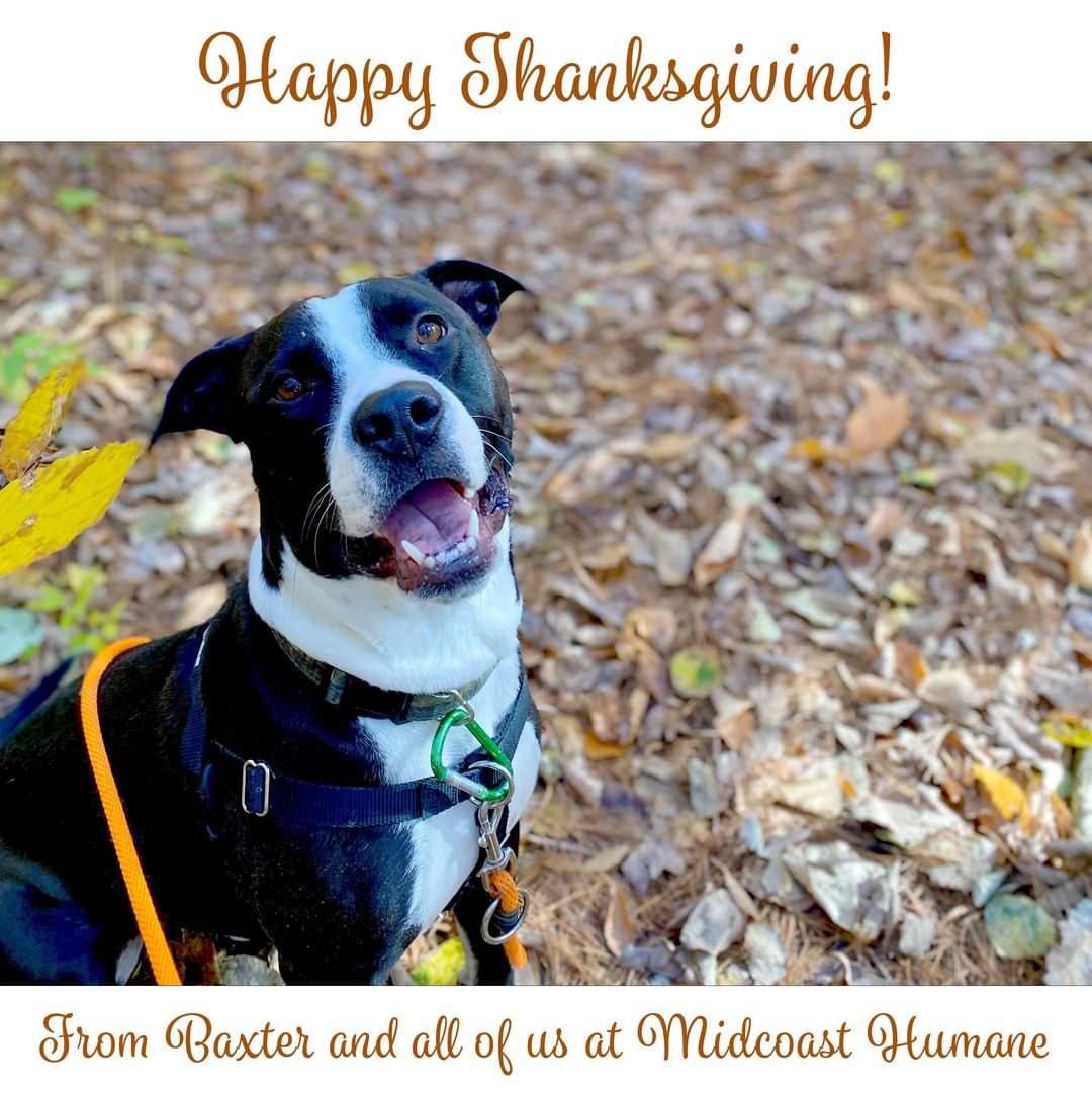 Today and every day we are thankful for our supporters, adopters and all animal lovers. We hope you all have a safe and Happy Thanksgiving ❤🐾

And thanks to @jessie_inmaine for the wonderful picture!

<a target='_blank' href='https://www.instagram.com/explore/tags/Thankful/'>#Thankful</a> <a target='_blank' href='https://www.instagram.com/explore/tags/happythanksgivng/'>#happythanksgivng</a>