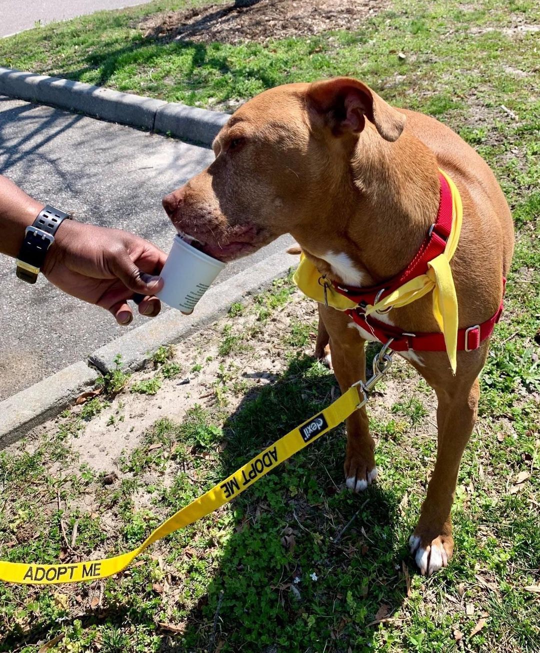 Eddie is our longest resident here at the shelter, largely because he has anxiety, but who doesn't get anxious around the holidays!? 🐶 It would be the greatest gift to finally find Eddie a <a target='_blank' href='https://www.instagram.com/explore/tags/HomeForTheHolidays/'>#HomeForTheHolidays</a>! Thanks to our @friendsofnacc757, there's no better time to give an animal a loving home -- all adoptions are now only $50! Hurry in! <a target='_blank' href='https://www.instagram.com/explore/tags/AdoptNACC/'>#AdoptNACC</a> 🏡❤️🐕

Hours: 
🐾 Saturday & Sunday 12-4:30 no appointment needed.
🐾 Monday & Thursday closed for deep clean and extra enrichment time!
🐾 Tuesday, Wednesday and Friday 2-4:30 (Appointment only!)
📞 757-441-5505
📧 nacc@norfolk.gov
📍 5585 Sabre Road Norfolk, Virginia 23502