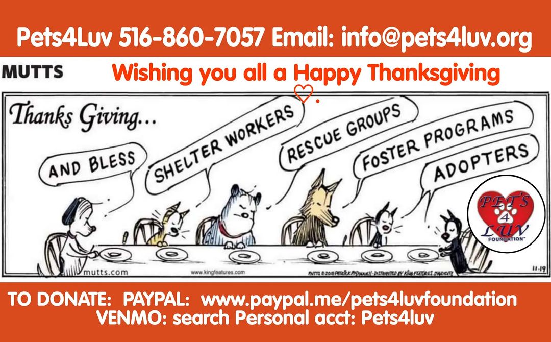 PETS4LUV (Long Island NY) 516-860-7057 Email info@pets4luv.org  DONATE:  PAYPAL:  www.paypal.me/pets4luvfoundation  VENMO: search Personal acct: Pets4luv (David Bernacchi)  PERSONAL CHECK: message or email us for a mailing address  <a target='_blank' href='https://www.instagram.com/explore/tags/PETS4LUV/'>#PETS4LUV</a> <a target='_blank' href='https://www.instagram.com/explore/tags/thanksgiving/'>#thanksgiving</a>