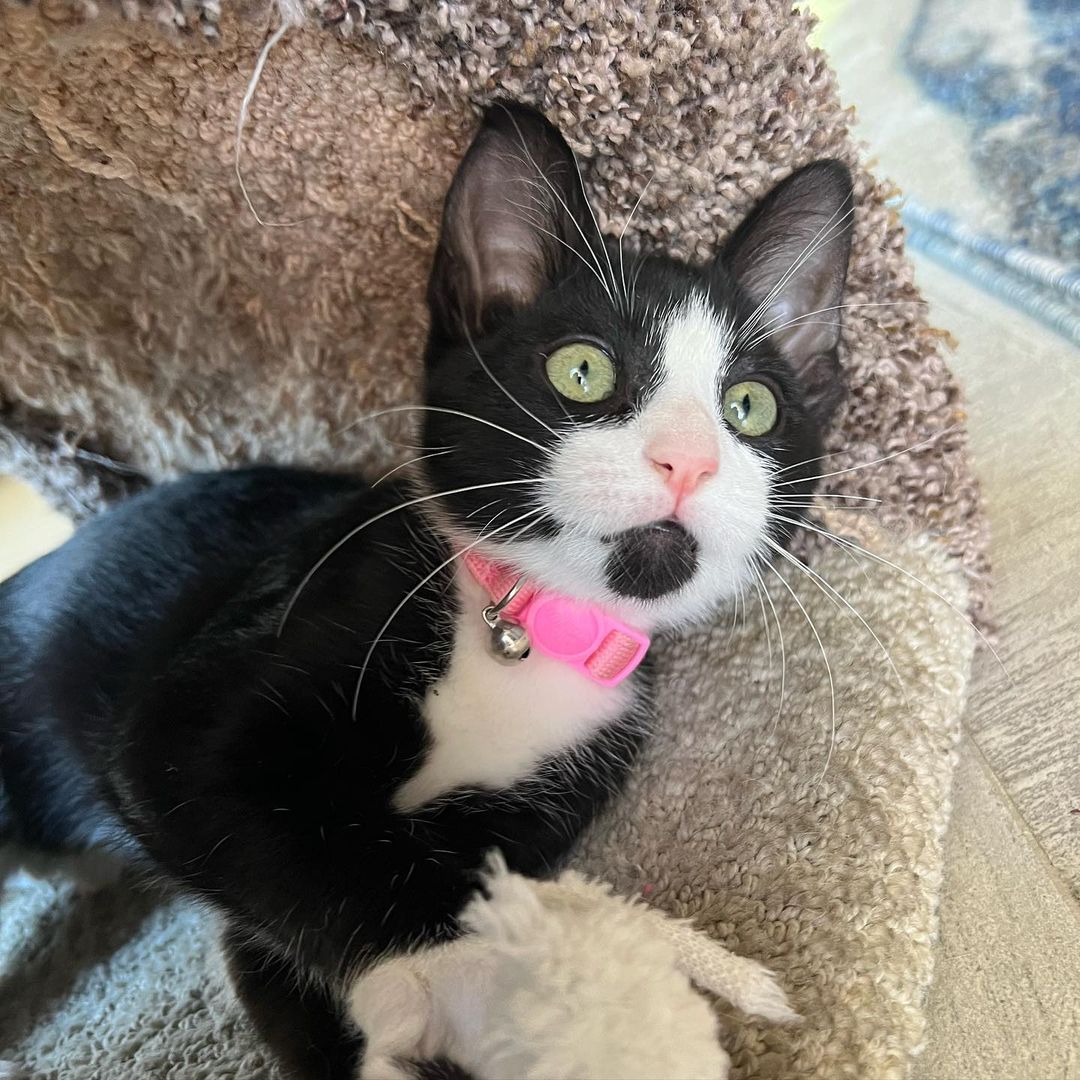 How can it be that we still have this perfect little polydactyl cutie?!?! Kiki is the total package!! Sweet, funny, fun, loving, confident and the cutest extra tosies ever!! 
Her and her brothers, Axel and Cinco would make the perfect addition to your home. She’s ready to enrich your life with unconditional love. ❤️
DM for an adoption questionnaire..
.
.
.
.
,
,
,
.
.
<a target='_blank' href='https://www.instagram.com/explore/tags/polydactylcat/'>#polydactylcat</a><a target='_blank' href='https://www.instagram.com/explore/tags/polykitty/'>#polykitty</a><a target='_blank' href='https://www.instagram.com/explore/tags/polydactylcatsofinstagram/'>#polydactylcatsofinstagram</a><a target='_blank' href='https://www.instagram.com/explore/tags/polydactylkitten/'>#polydactylkitten</a><a target='_blank' href='https://www.instagram.com/explore/tags/mookitten/'>#mookitten</a><a target='_blank' href='https://www.instagram.com/explore/tags/mookitty/'>#mookitty</a><a target='_blank' href='https://www.instagram.com/explore/tags/catlovers/'>#catlovers</a><a target='_blank' href='https://www.instagram.com/explore/tags/cutiepie/'>#cutiepie</a><a target='_blank' href='https://www.instagram.com/explore/tags/catadoptions/'>#catadoptions</a><a target='_blank' href='https://www.instagram.com/explore/tags/newportbeach/'>#newportbeach</a><a target='_blank' href='https://www.instagram.com/explore/tags/tuxedocats/'>#tuxedocats</a><a target='_blank' href='https://www.instagram.com/explore/tags/jellybeans/'>#jellybeans</a><a target='_blank' href='https://www.instagram.com/explore/tags/toebeans/'>#toebeans</a>🐾 <a target='_blank' href='https://www.instagram.com/explore/tags/prettytoes/'>#prettytoes</a><a target='_blank' href='https://www.instagram.com/explore/tags/fostercats/'>#fostercats</a><a target='_blank' href='https://www.instagram.com/explore/tags/fosterkitties/'>#fosterkitties</a><a target='_blank' href='https://www.instagram.com/explore/tags/kittens/'>#kittens</a><a target='_blank' href='https://www.instagram.com/explore/tags/meowdel/'>#meowdel</a><a target='_blank' href='https://www.instagram.com/explore/tags/instapurr/'>#instapurr</a>