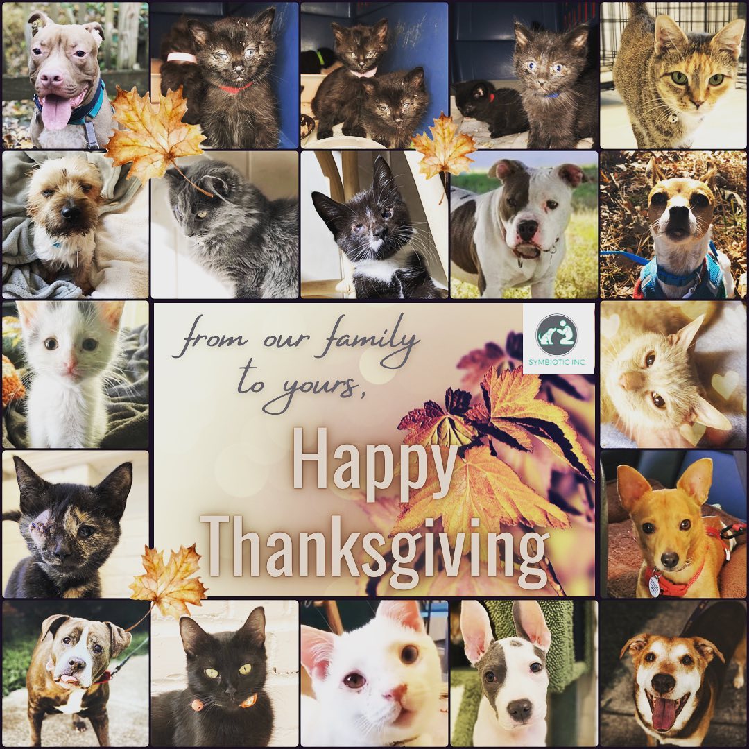 We are thankful…🍁🍁🍁
.
…for our generous supporters, our amazing foster families and our incredible volunteers. <a target='_blank' href='https://www.instagram.com/explore/tags/weloveourteam/'>#weloveourteam</a> 
.
We are grateful for our shelter partners, rescue partners and veterinary partners. <a target='_blank' href='https://www.instagram.com/explore/tags/grateful/'>#grateful</a> 
.
We treasure the friendships we’ve made with other animal-loving folks and the lasting bonds we’ve made with families who have adopted from us. <a target='_blank' href='https://www.instagram.com/explore/tags/wearefamily/'>#wearefamily</a> 
.
In the rescue world, it’s easy to lose sight of the good because there is so much bad, but we recognize that there is an amazing amount of positivity when it comes to animals in need. Change is happening, albeit slow and small, it’s there and a new mindset is on the horizon. <a target='_blank' href='https://www.instagram.com/explore/tags/bethechangeyouwanttosee/'>#bethechangeyouwanttosee</a> 
.
This Thanksgiving we choose to focus on small victories. One animal and one family at a time. We as a community are making a difference and one day, hopefully in the not so distant future, kindness will prevail and suffering of those who have no voice will end. <a target='_blank' href='https://www.instagram.com/explore/tags/aboveallbekind/'>#aboveallbekind</a> 
.
Thank you for following and supporting us. If you are reading this, we are grateful for you. We are better together. 🧡🧡🧡
.
<a target='_blank' href='https://www.instagram.com/explore/tags/happythanksgivng/'>#happythanksgivng</a> 
.
.
<a target='_blank' href='https://www.instagram.com/explore/tags/symbioticsuffolk/'>#symbioticsuffolk</a> <a target='_blank' href='https://www.instagram.com/explore/tags/peacelovesloppykisses/'>#peacelovesloppykisses</a> <a target='_blank' href='https://www.instagram.com/explore/tags/ittakesavillage/'>#ittakesavillage</a>