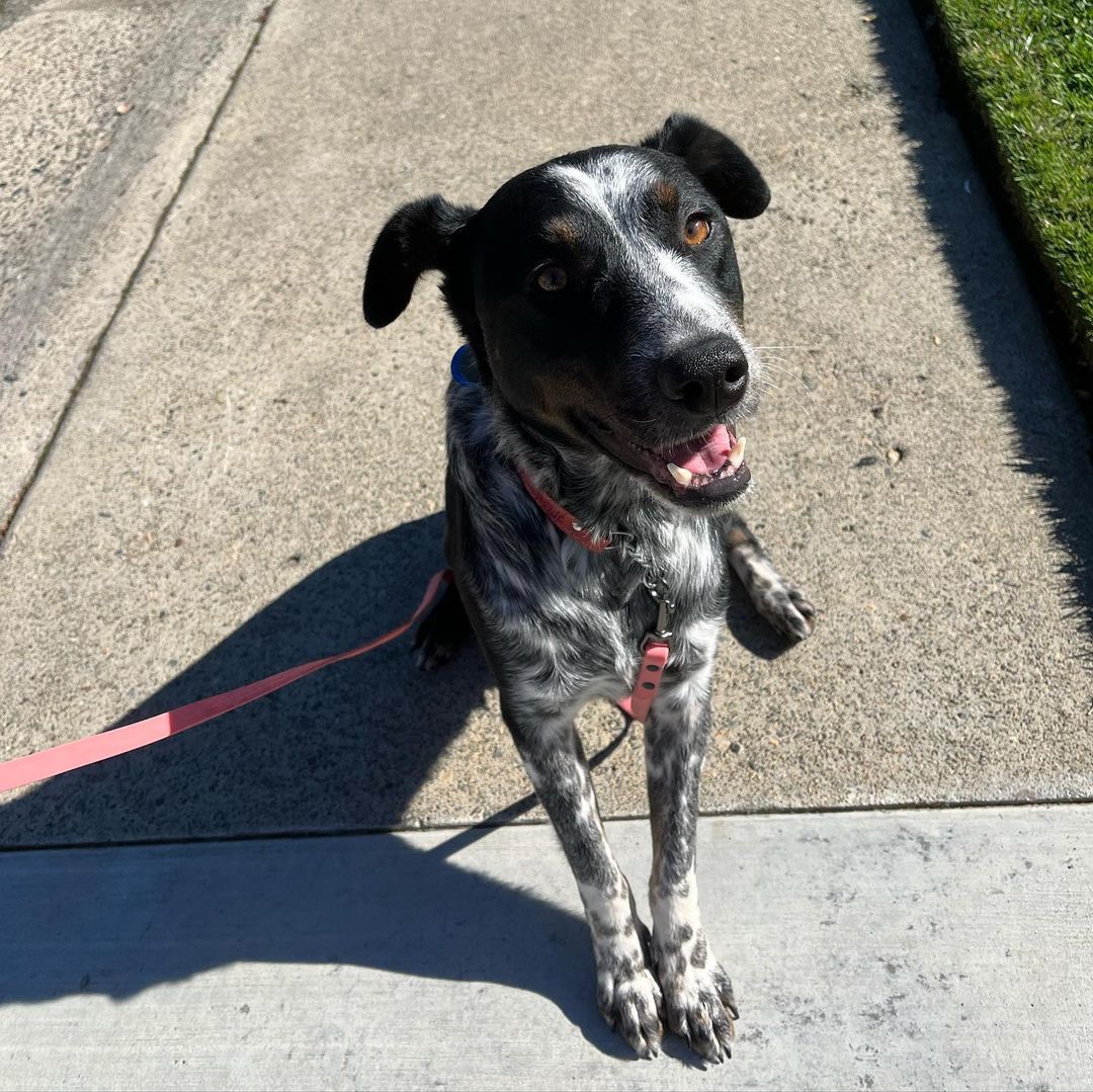 Edit: temp foster found! BUT Patrick is still looking for a forever home and available for adoption! Learn more through link in bio 🤍🤍🤍

Original post:
Temp Foster Needed!! Nov 25-30th for our boy Patrick!! Would do best in an adult only home. Has lived w other dogs & likes female dogs best. House and crate trained, wonderful leash walker. Anyone who is spending the holidays alone this year and looking for a friend to keep company email us at info@heartsforpawsrescue.com if you may be able to help! Food supplies provided — anywhere within Bay - Sac county area.