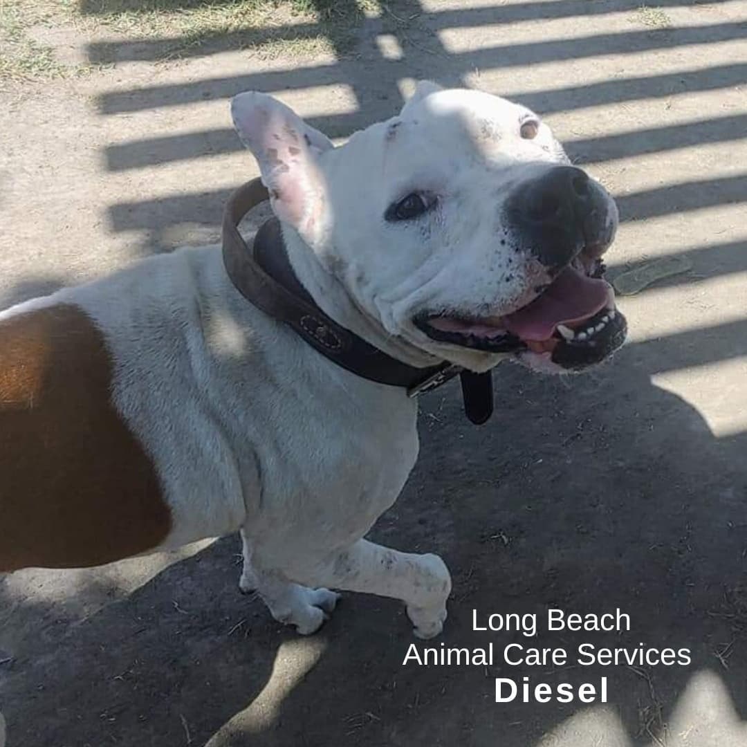 It's that time of the week... it's our <a target='_blank' href='https://www.instagram.com/explore/tags/shelterdogspotlight/'>#shelterdogspotlight</a> This week it's starring Diesel!

Diesel is waiting for his new family at @lbanimalcare  Just look him up under ID A558974

This is what his shelter says... 
